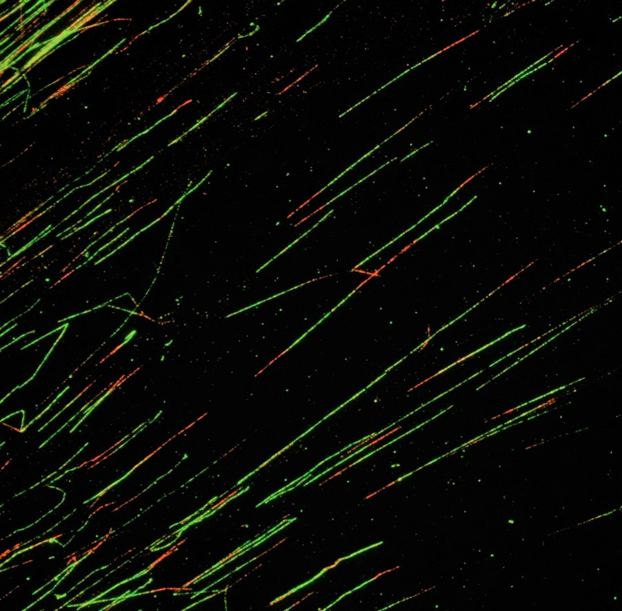 Mdm4, the little brother of Mdm2, and its effect on DNA replication