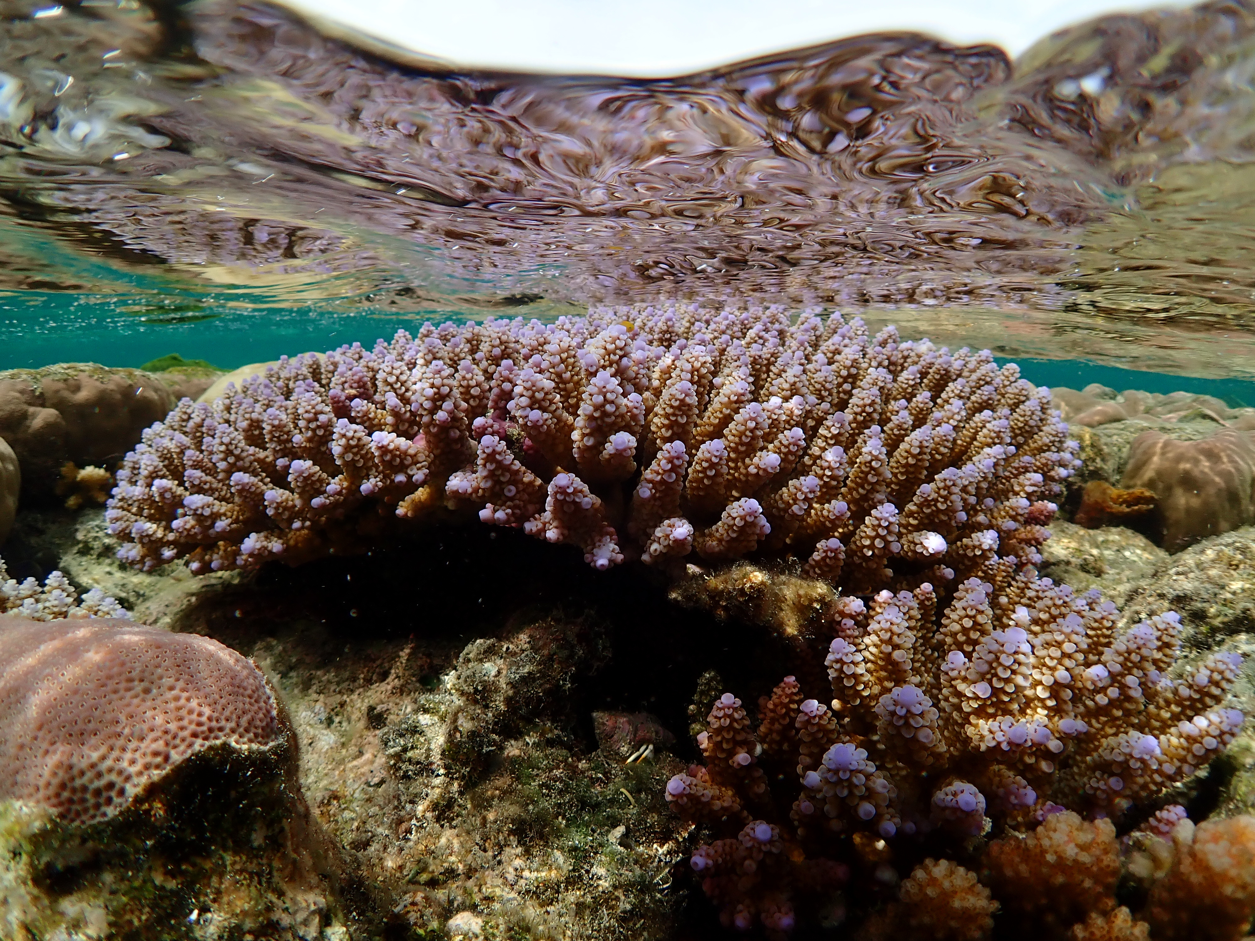 What's the cost of high heat tolerance in corals?