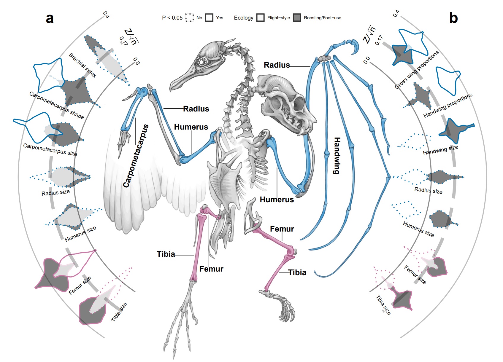 Evolutionary integration of fore- and hindlimb proportions within the bat wing membrane inhibits ecological adaptation compared to birds