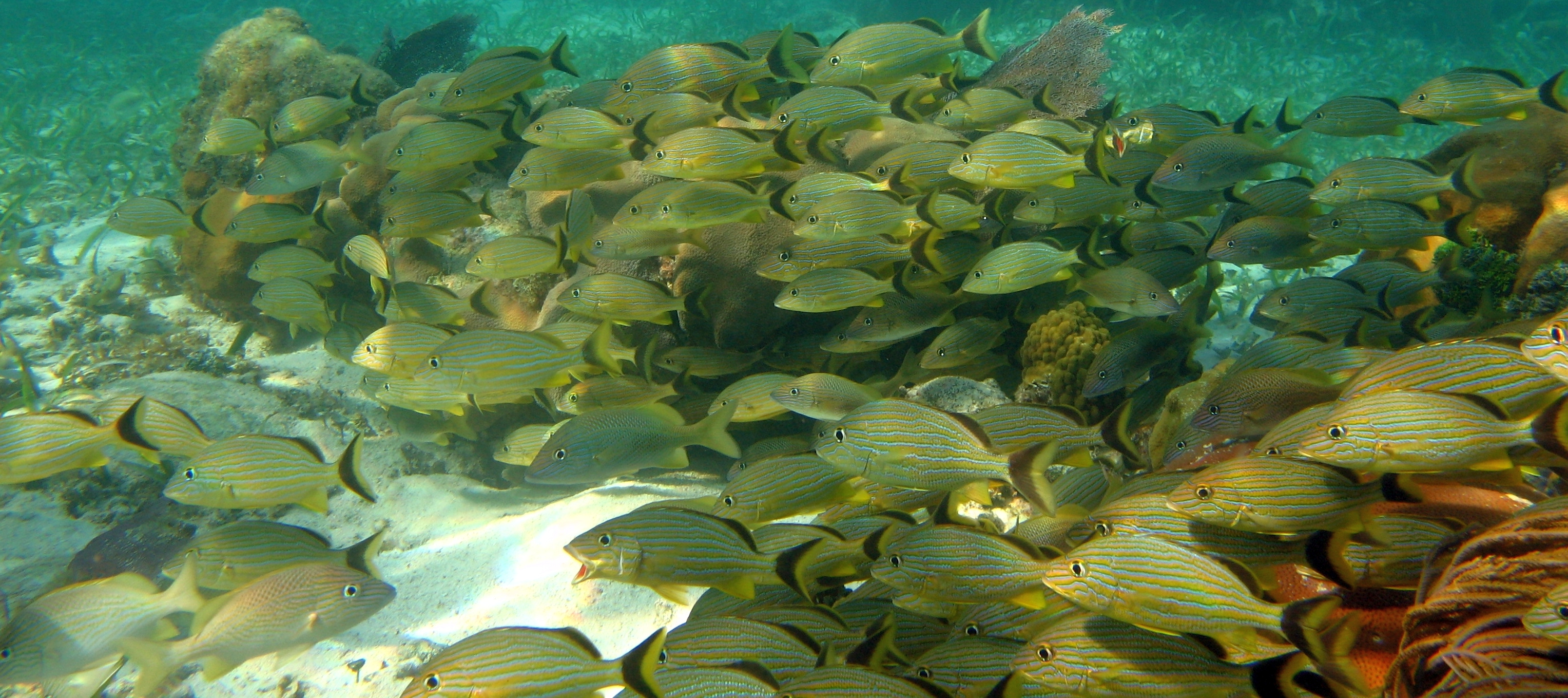 Global Marine Protected Area performance: looking under the hood