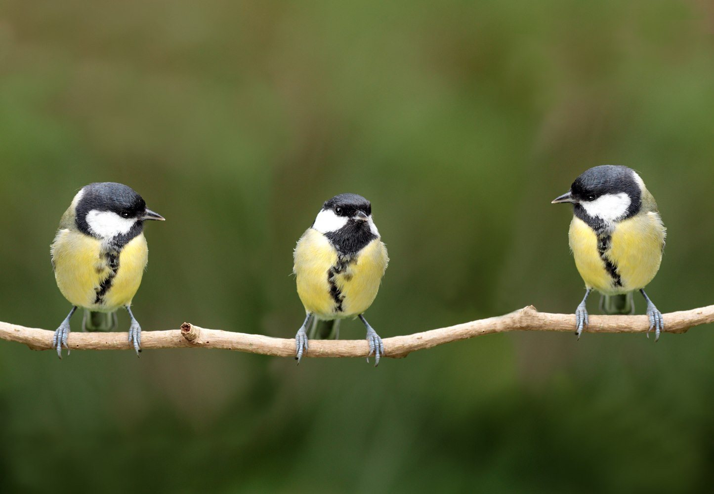 'Disgust' helps warning signals evolve – as long as others are watching. 