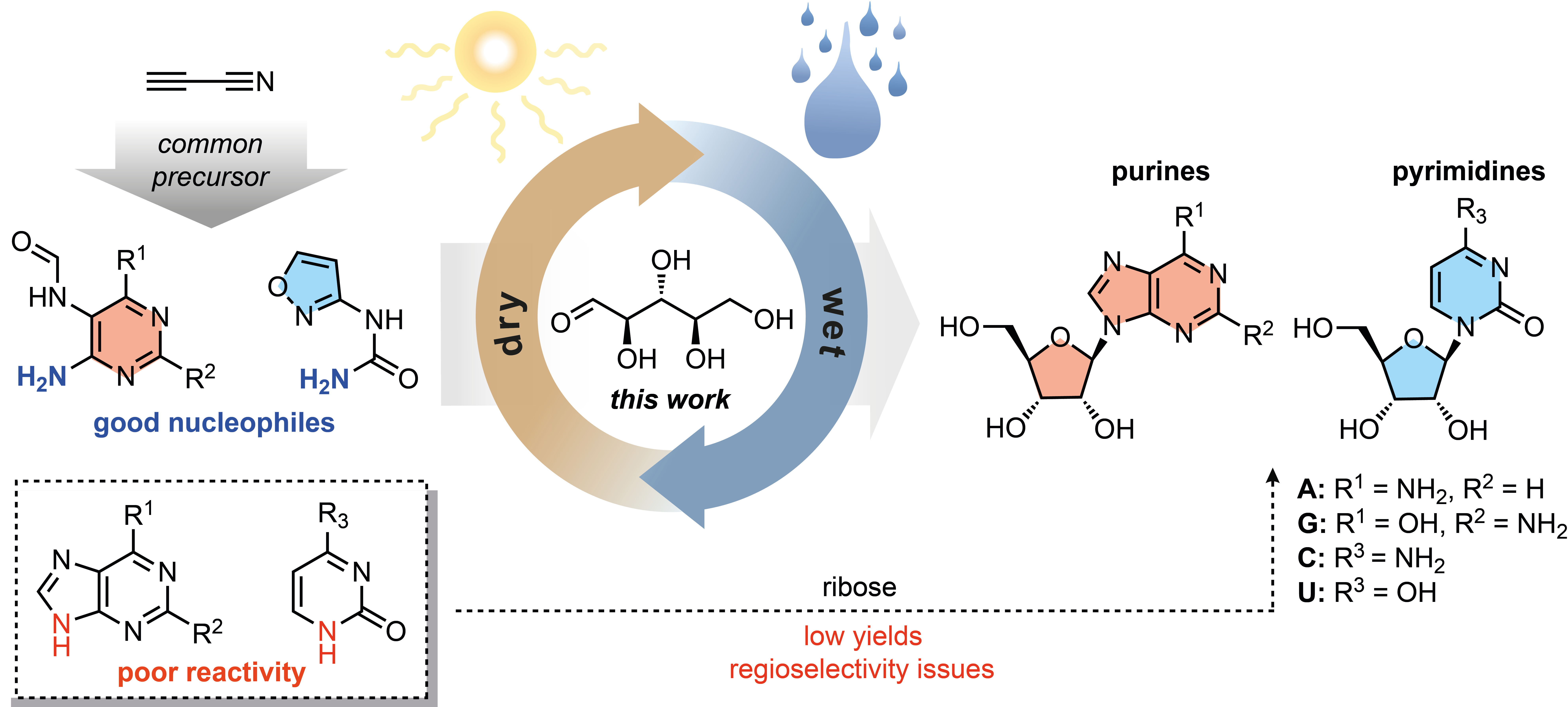 Purines and Pyrimidines: Structure out of Soup