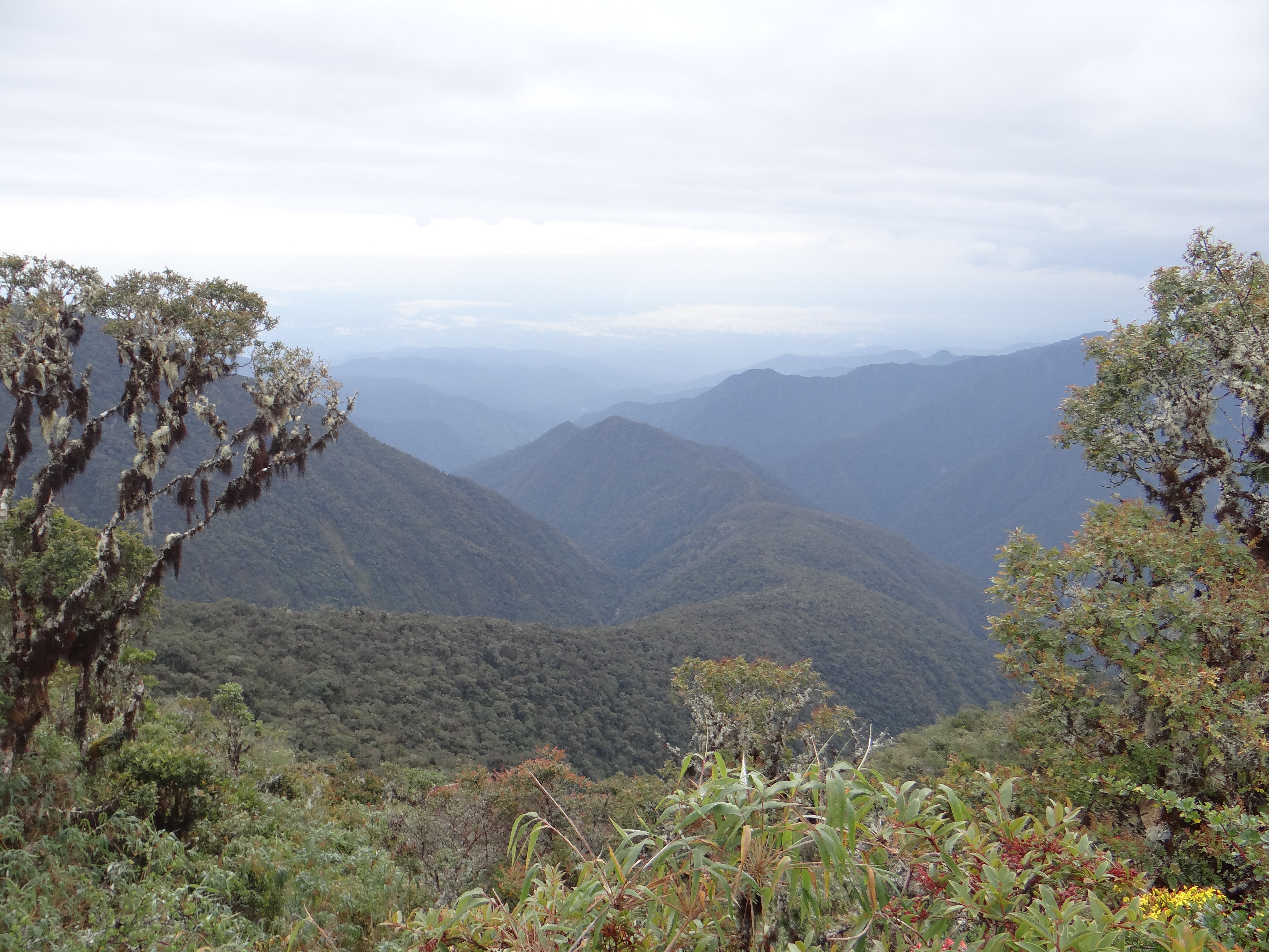 Ecotonal roadblocks to Andean species migrations
