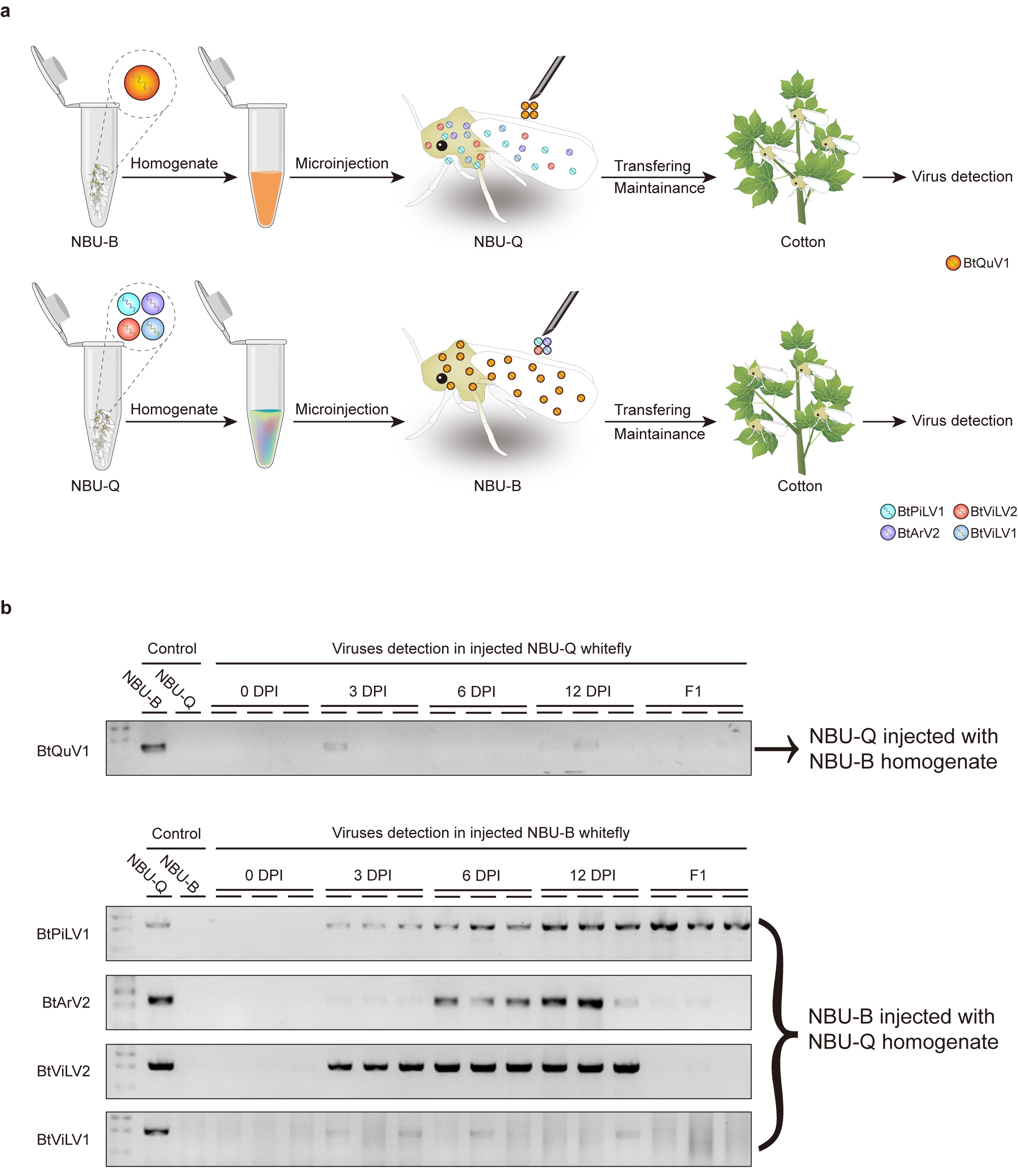 Cross-cryptic species infectivity of insect-specific viruses in an important agricultural pest: whitefly Bemisia tabaci