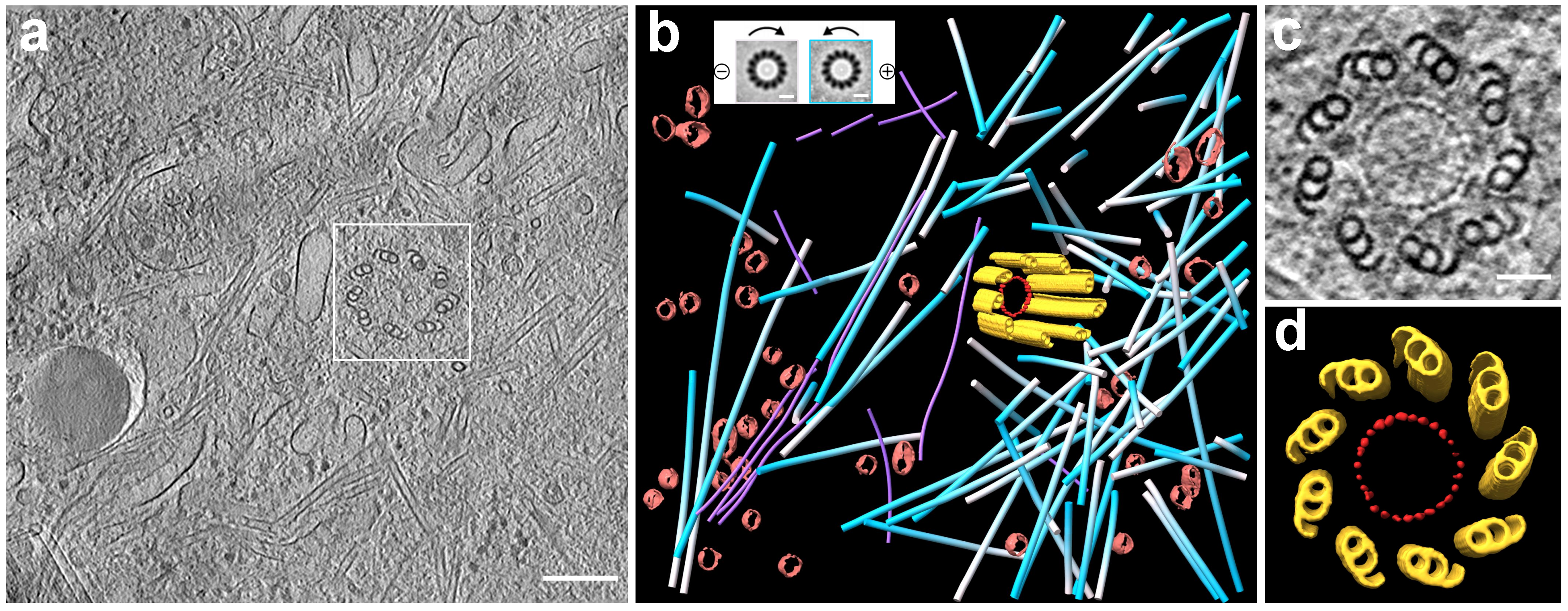 Integrated multimodality microscope for accurate and efficient target-guided cryo-lamellae preparation