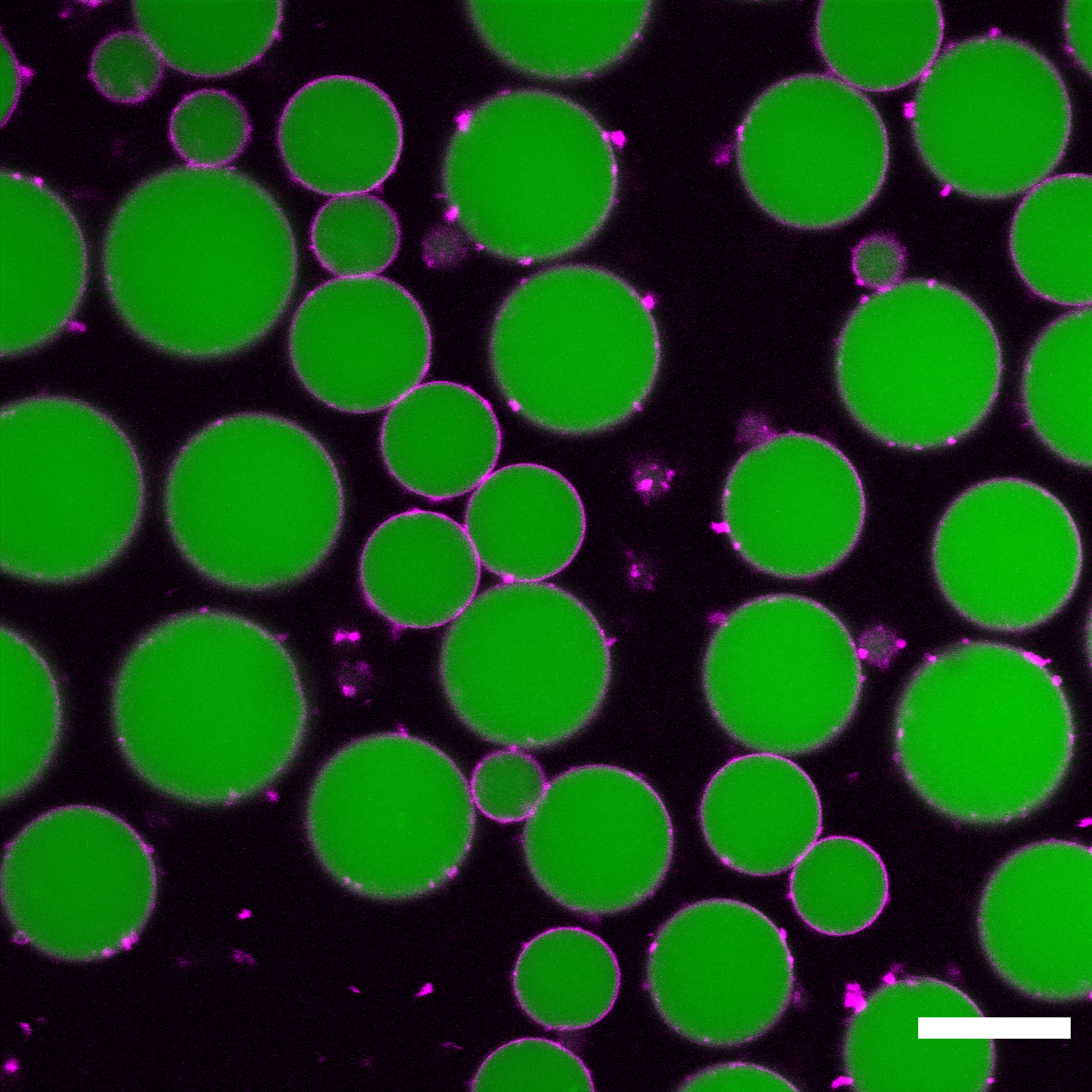 By invitation only: protein party in polymer coated condensates
