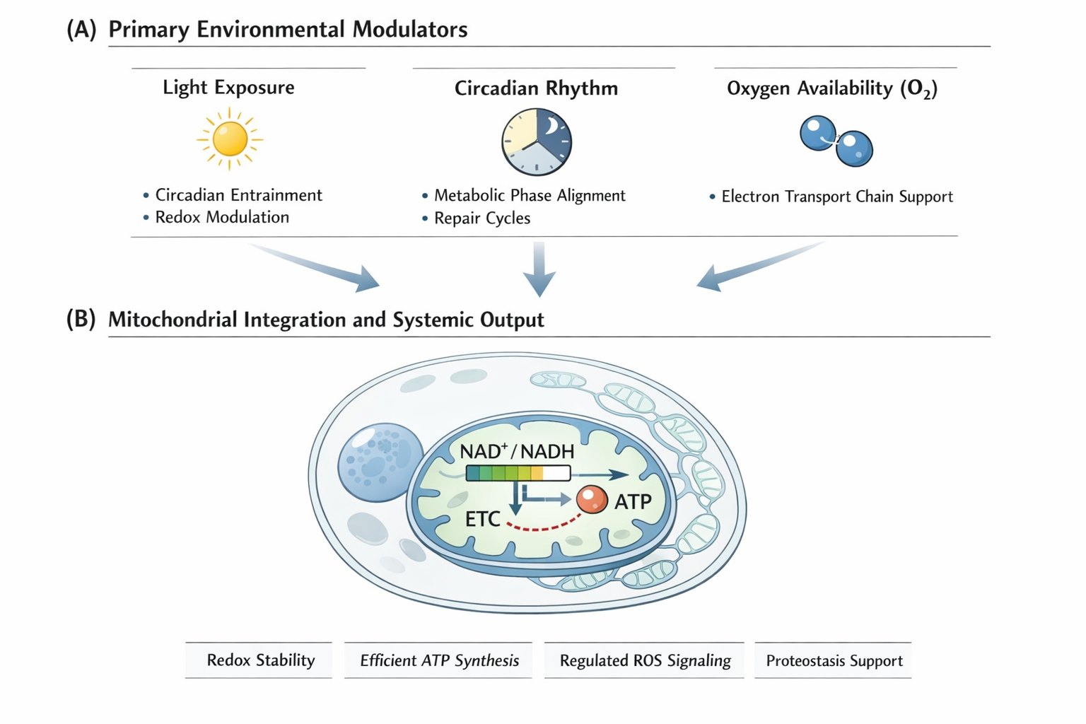 Bioenergetic Coherence and Environmental Modulators