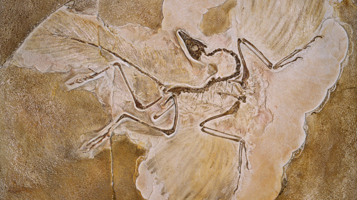 Call for papers: Ancient Life – Insights from the Fossil Record