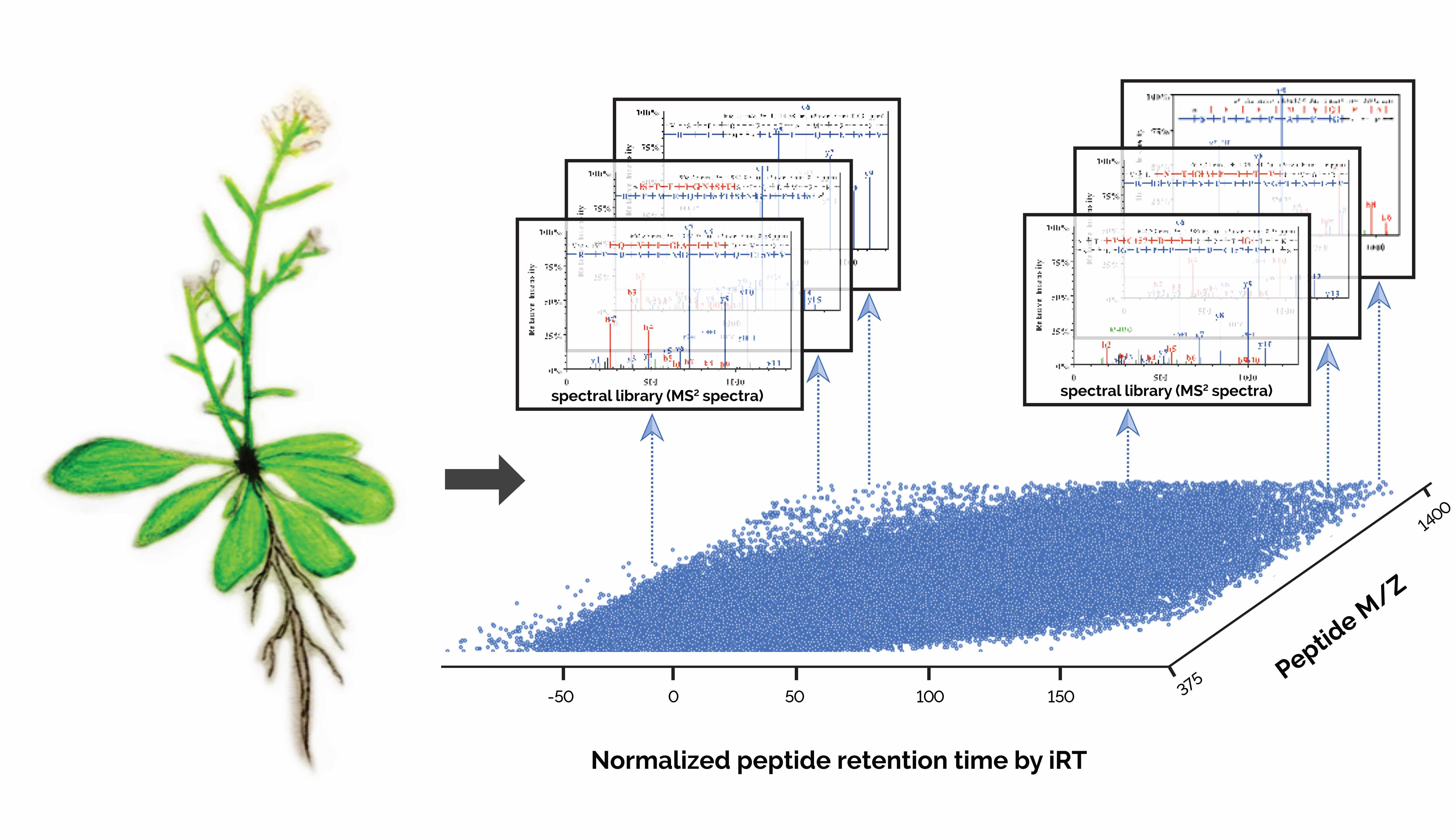 Arabidopsis mass spectral library: a resource for plant proteomics
