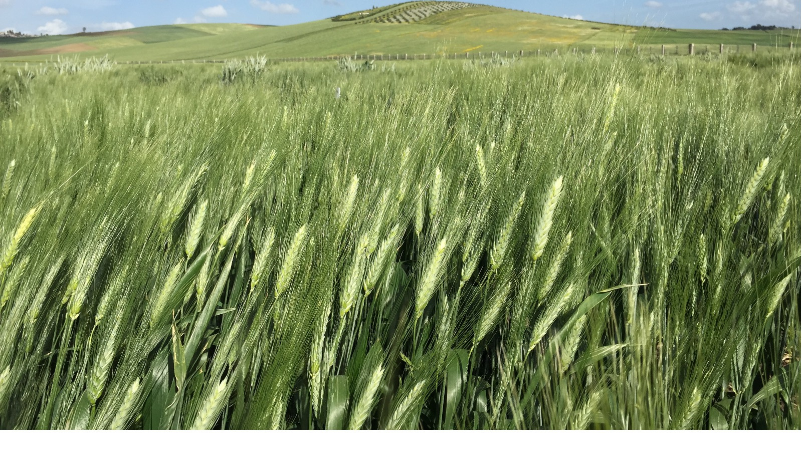 Exploiting trade-offs in pathogens: a way forward to protect crops in agriculture? 