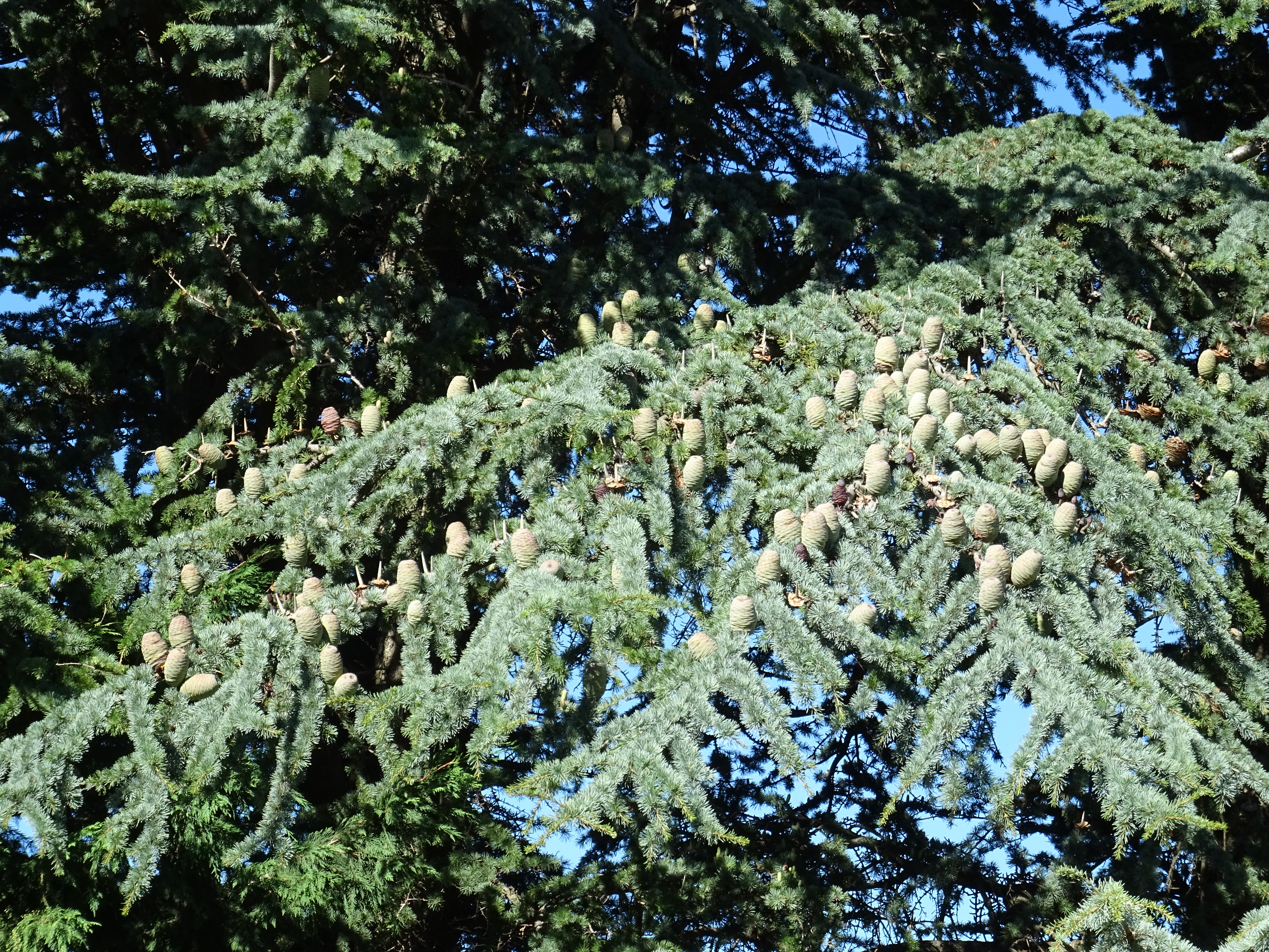 Unraveling the global patterns of tree seed production