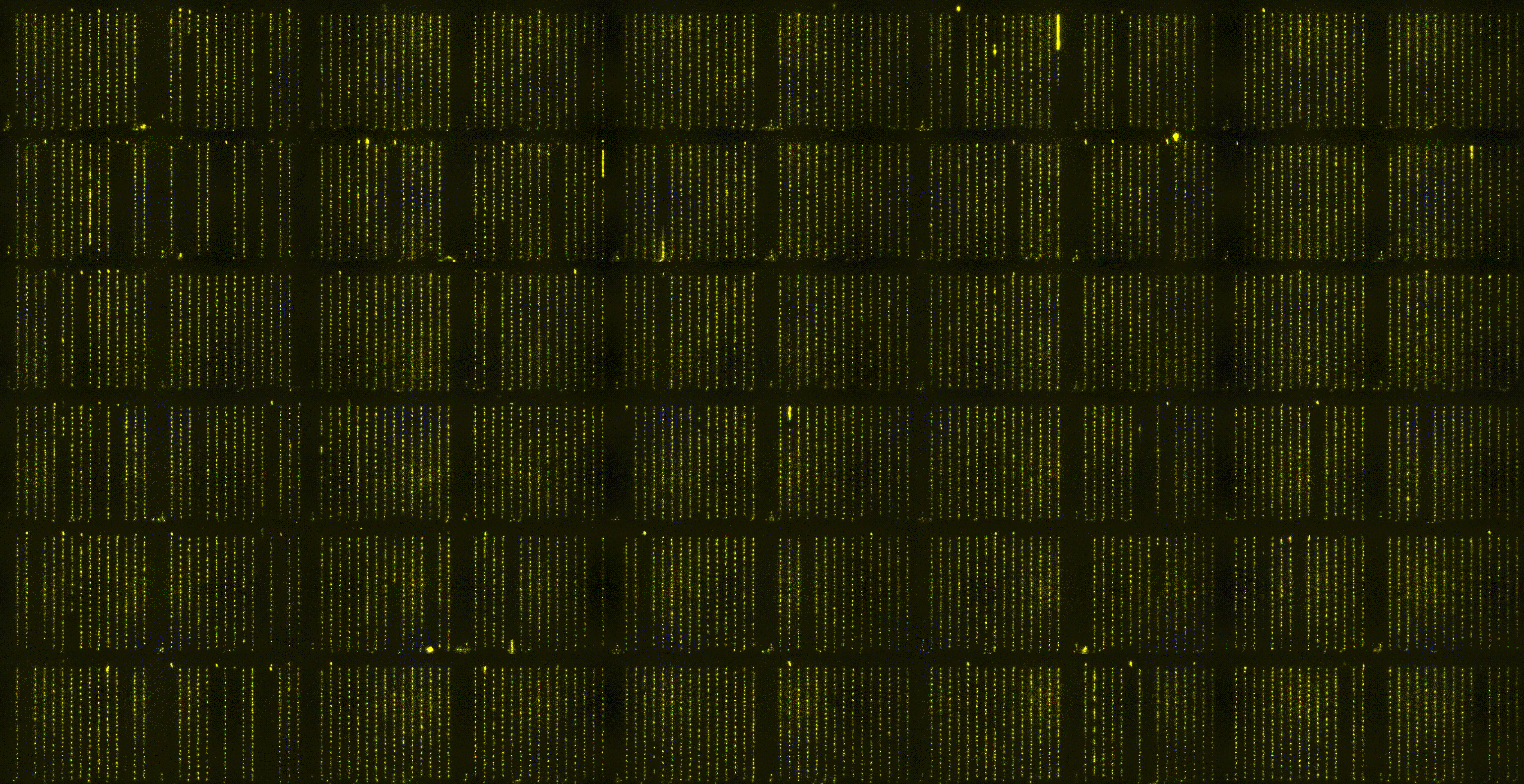 Dumplings, noise, and complex phenotypes