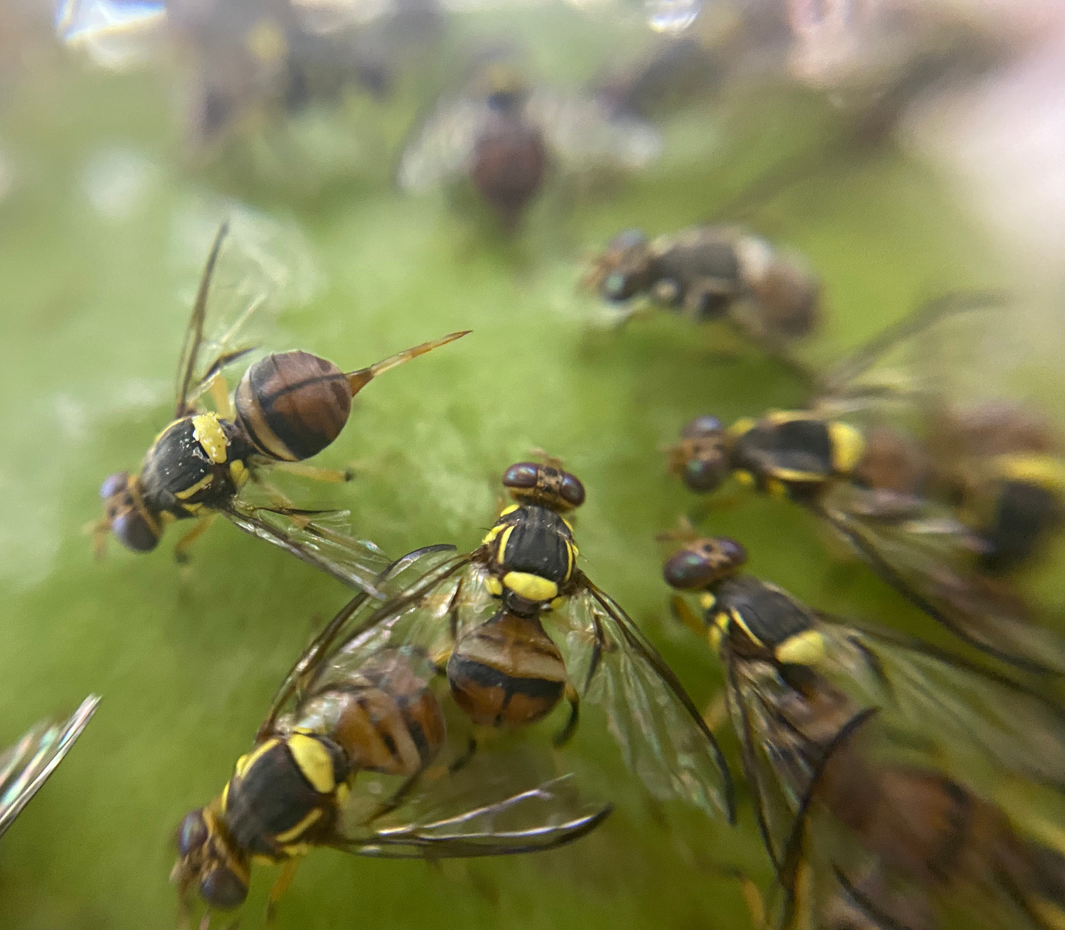 Gut bacteria induce oviposition preference through ovipositor recognition in fruit fly