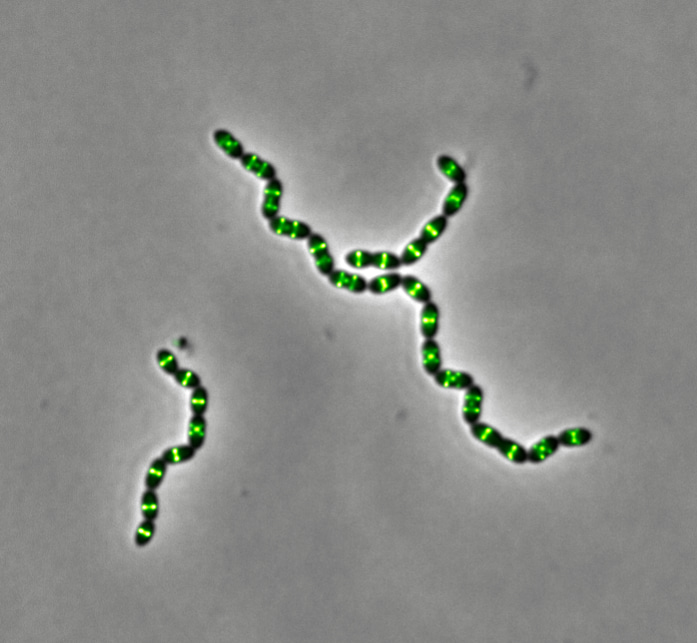 Spatio-temporal control of the bacterial cell cycle