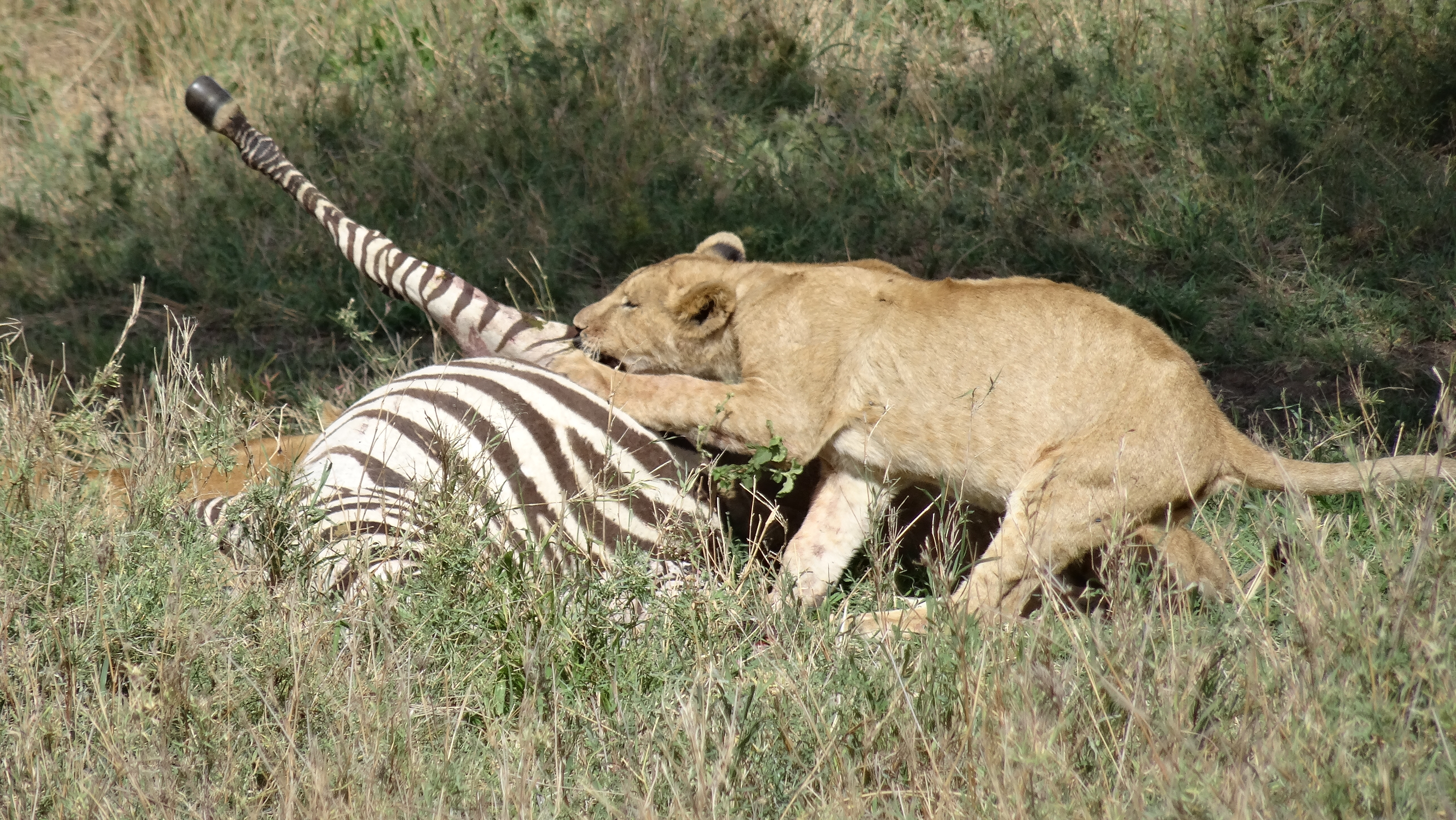 Lions constrain herbivore's options to deal with high temperatures