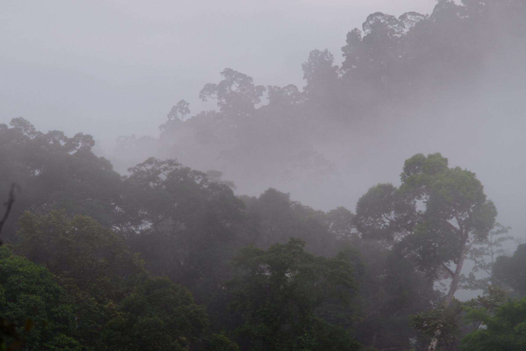 Will the songs of the 'singing rhino' ever echo in the forests again?