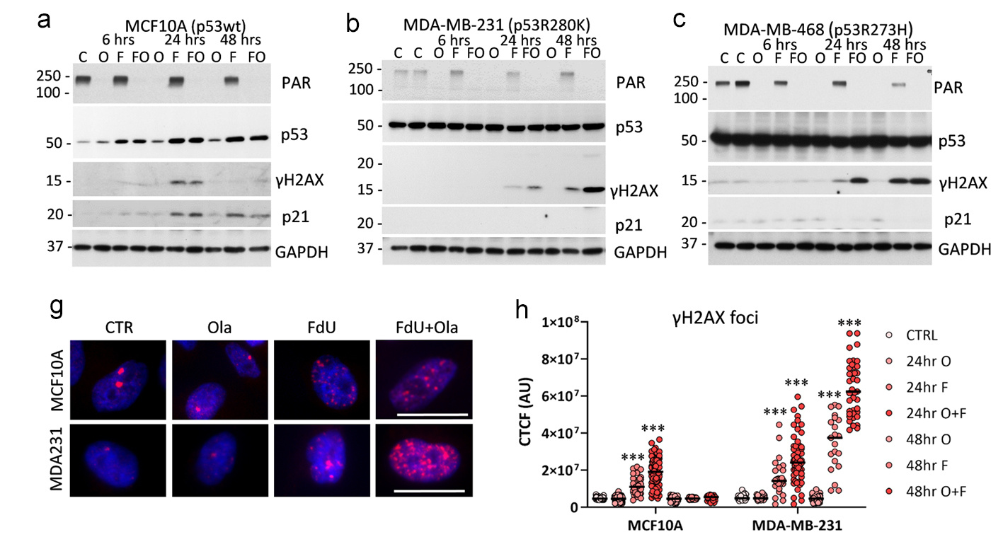 Selective therapeutic strategy for p53-deficient cancer by targeting dysregulation in DNA repair