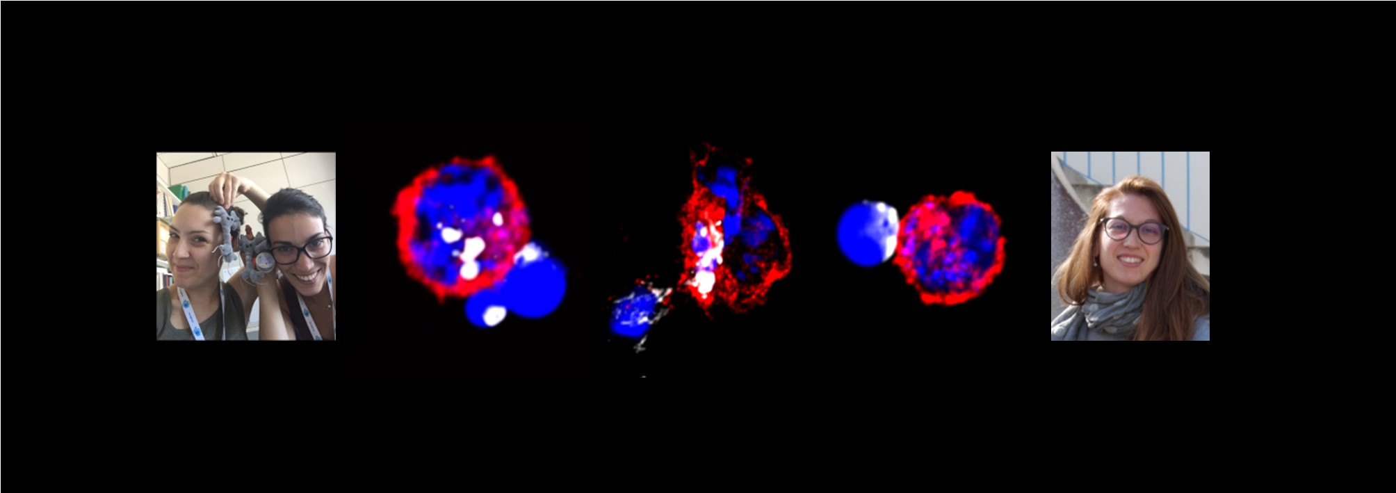 TIM4 expression by dendritic cells mediates uptake of tumor-associated antigens and anti-tumor responses