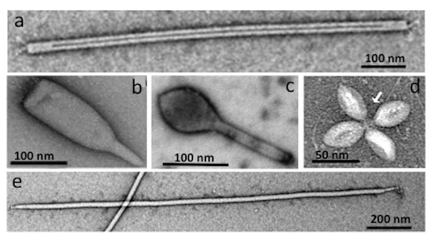 Hot war between viral anti-CRISPRs and archaeal CRISPR-Cas