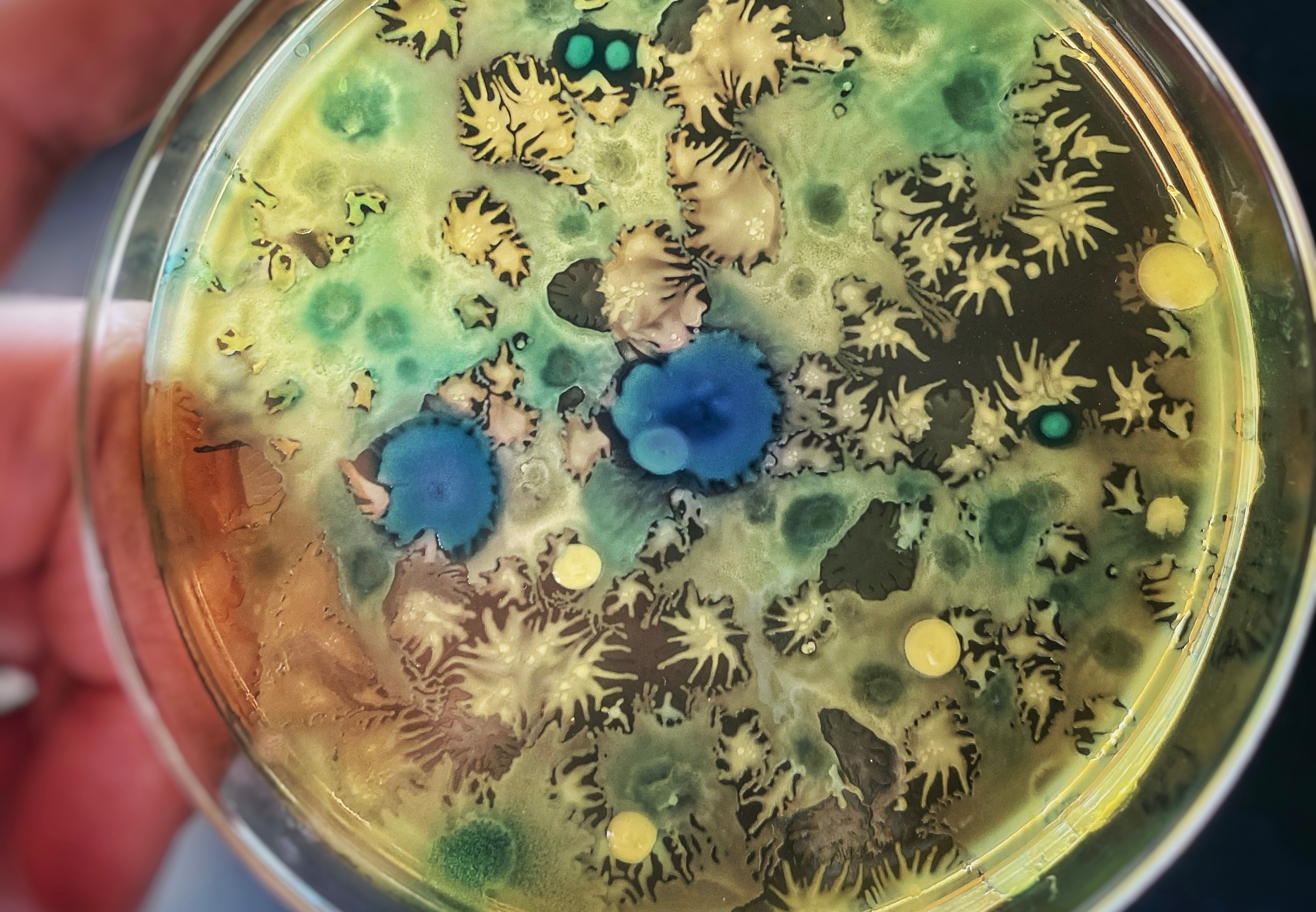Bacteria on inbreeding: No thanks!