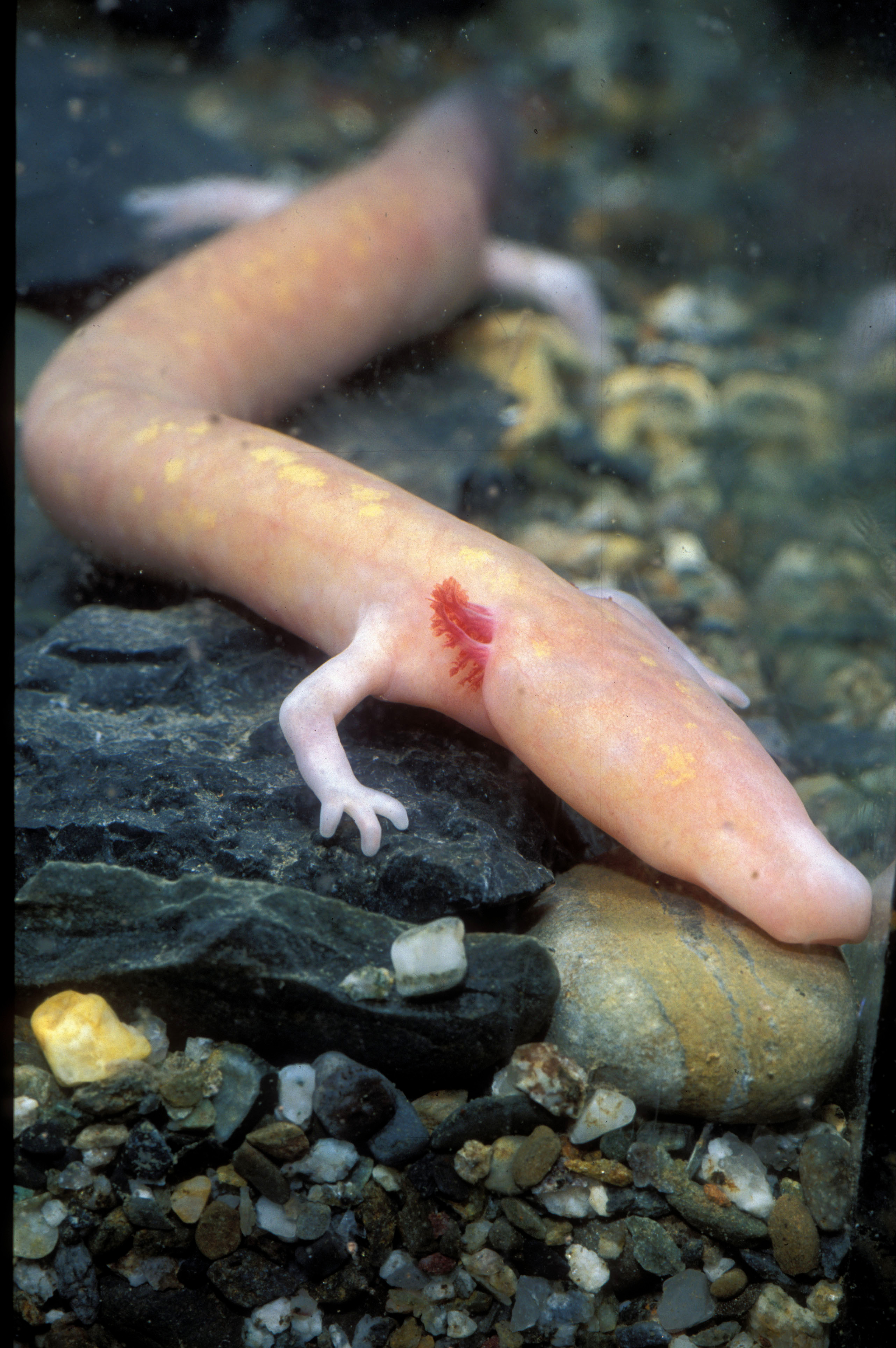 New pipeline, big data and long CPU hours pave the way for a solid framework of jawed vertebrate evolution