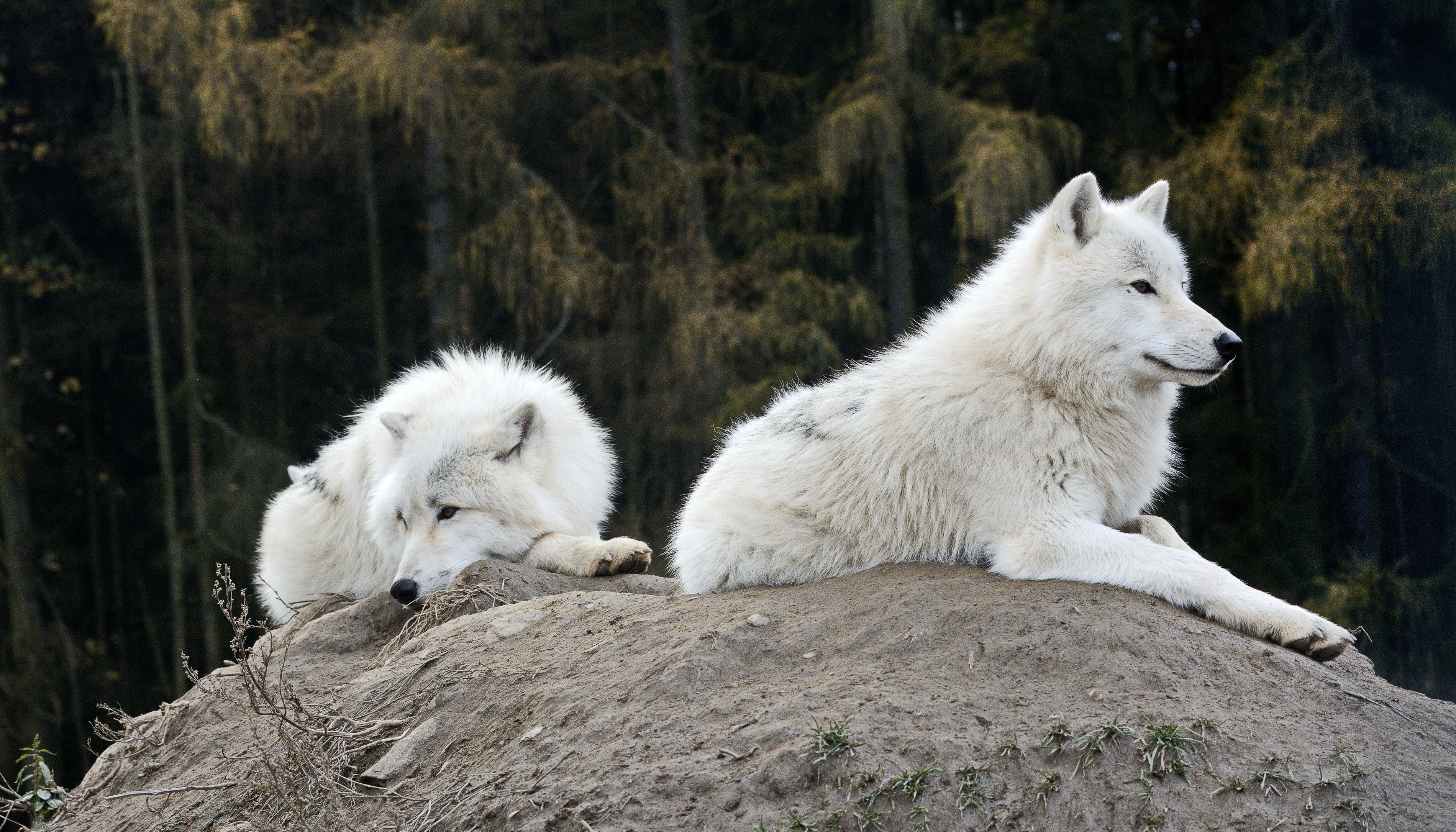 Selection for ghost DNA in wolves and dogs