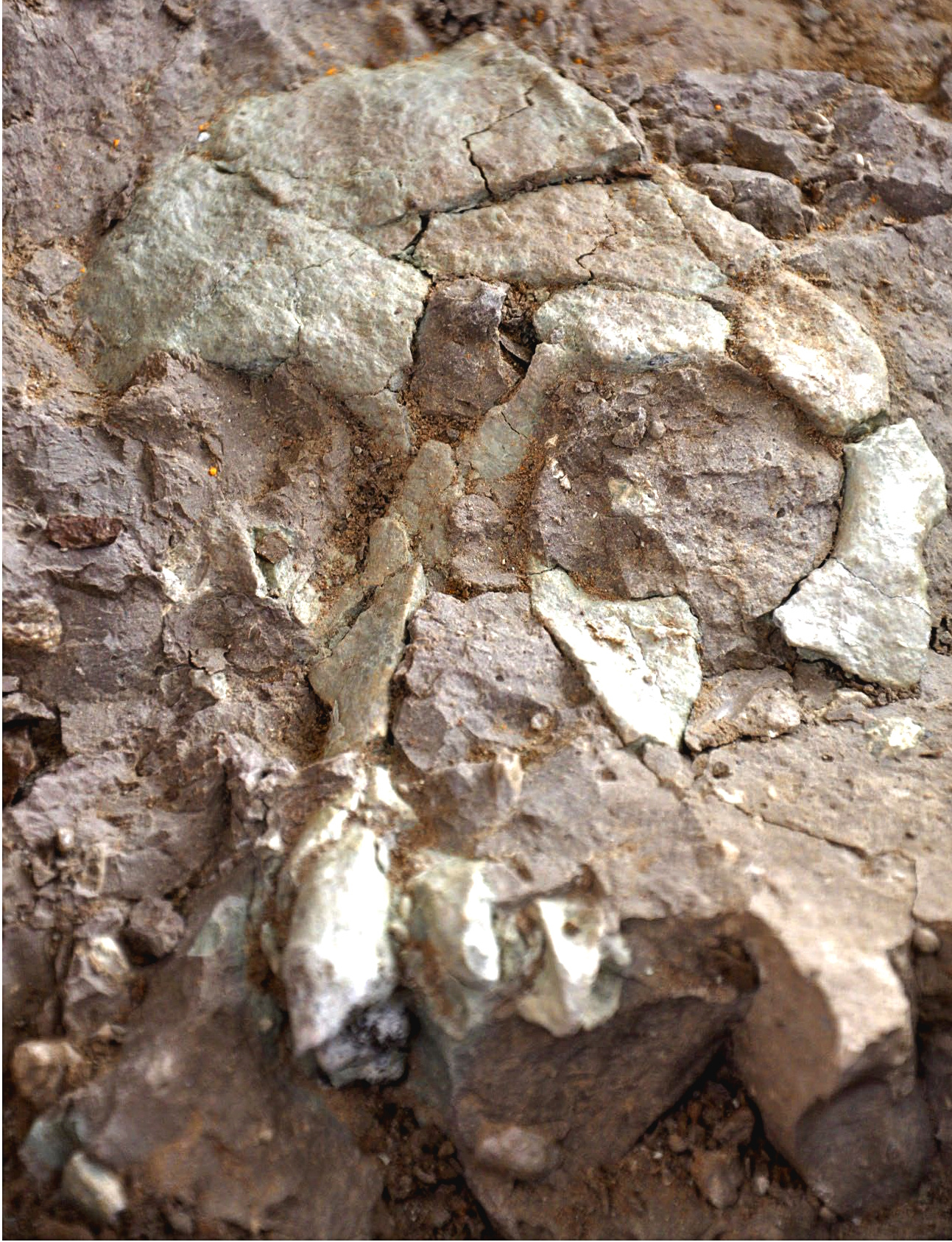 Behind the paper: A new ape from Türkiye and the radiation of late Miocene hominines.