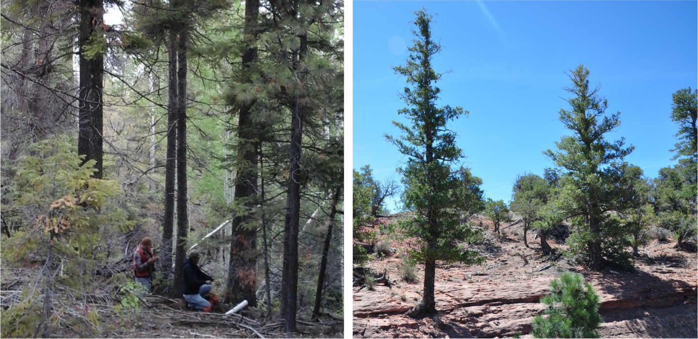How we sample trees influences our assessment of climate change impacts on forests