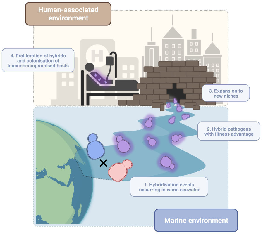 Missing parent of a deadly yeast pathogen found… in the sea!
