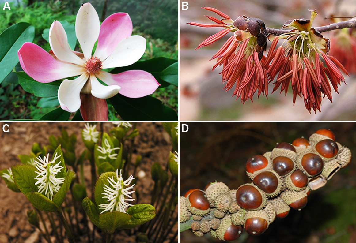 Evolutionary history of the angiosperm flora of China