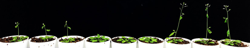 A de novo gene originating from plant mitochondria