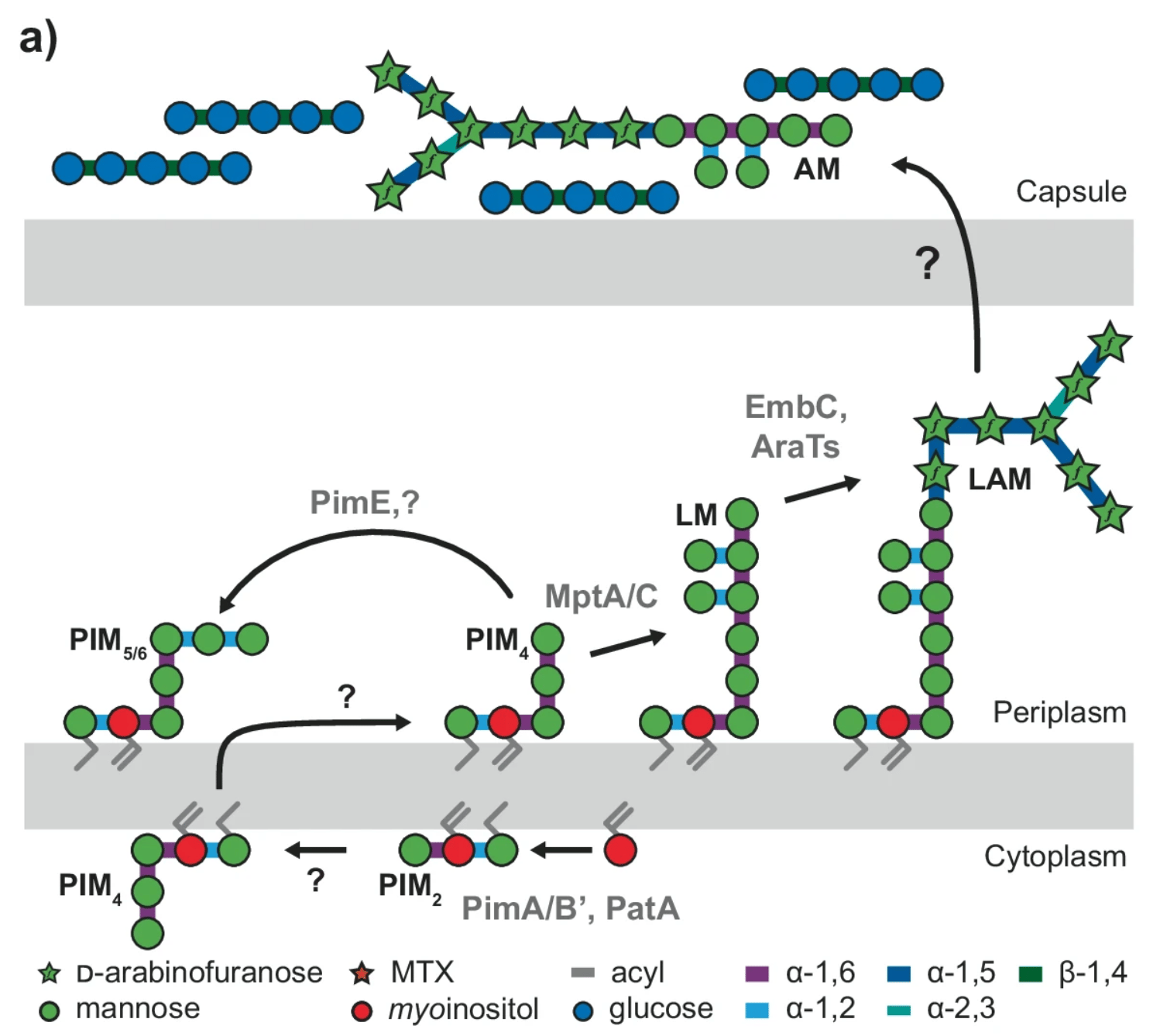 The mycobacterial glycoside hydrolase LamH enables capsular arabinomannan release and stimulates growth