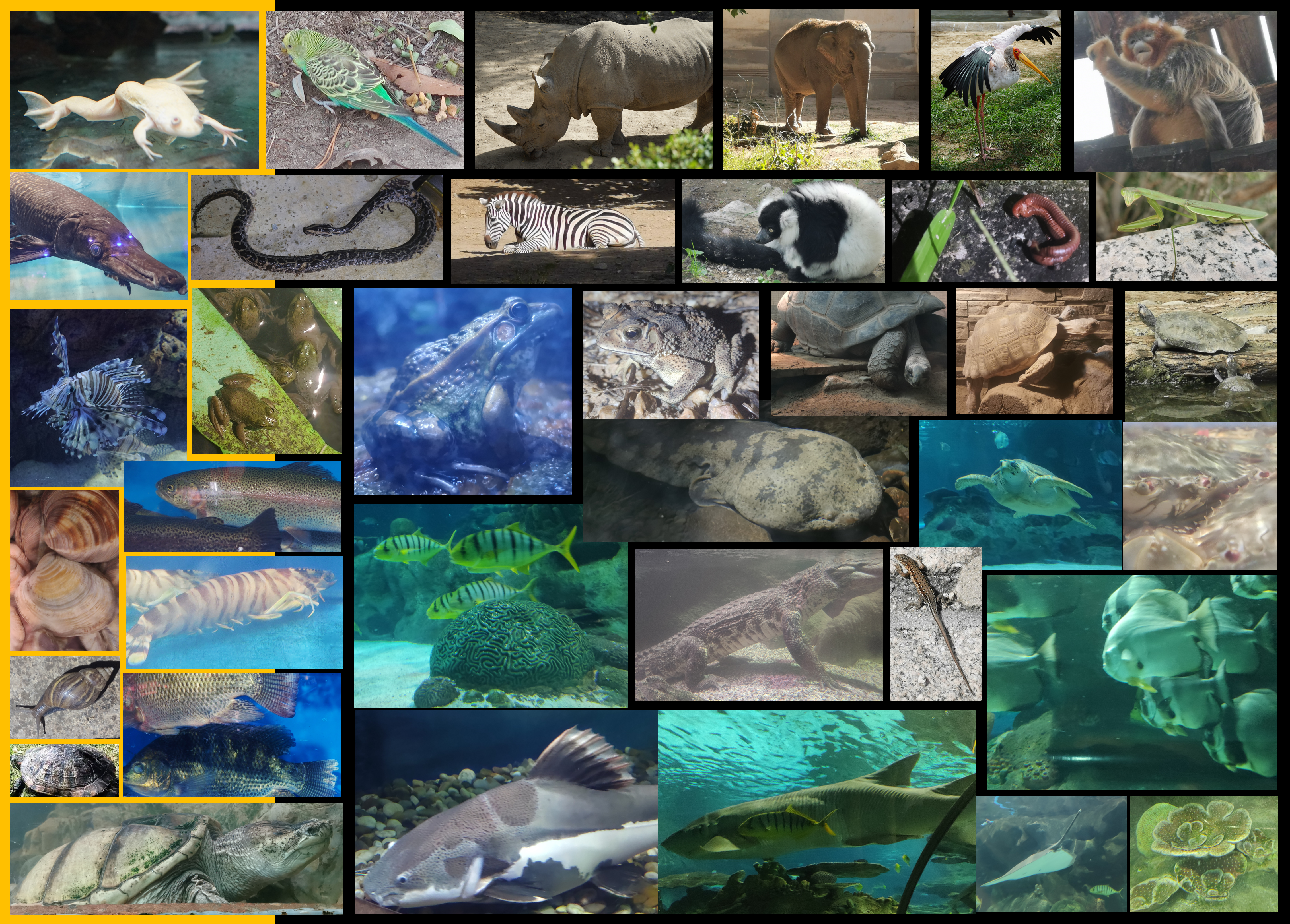 Invasive species may combine with extreme weathers to threaten global biodiversity