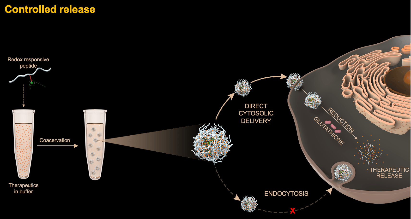 Behind the Paper: "Phase-Separating Peptides for Direct Cytosolic Delivery and Redox-Activated Release of Macromolecular Therapeutics"