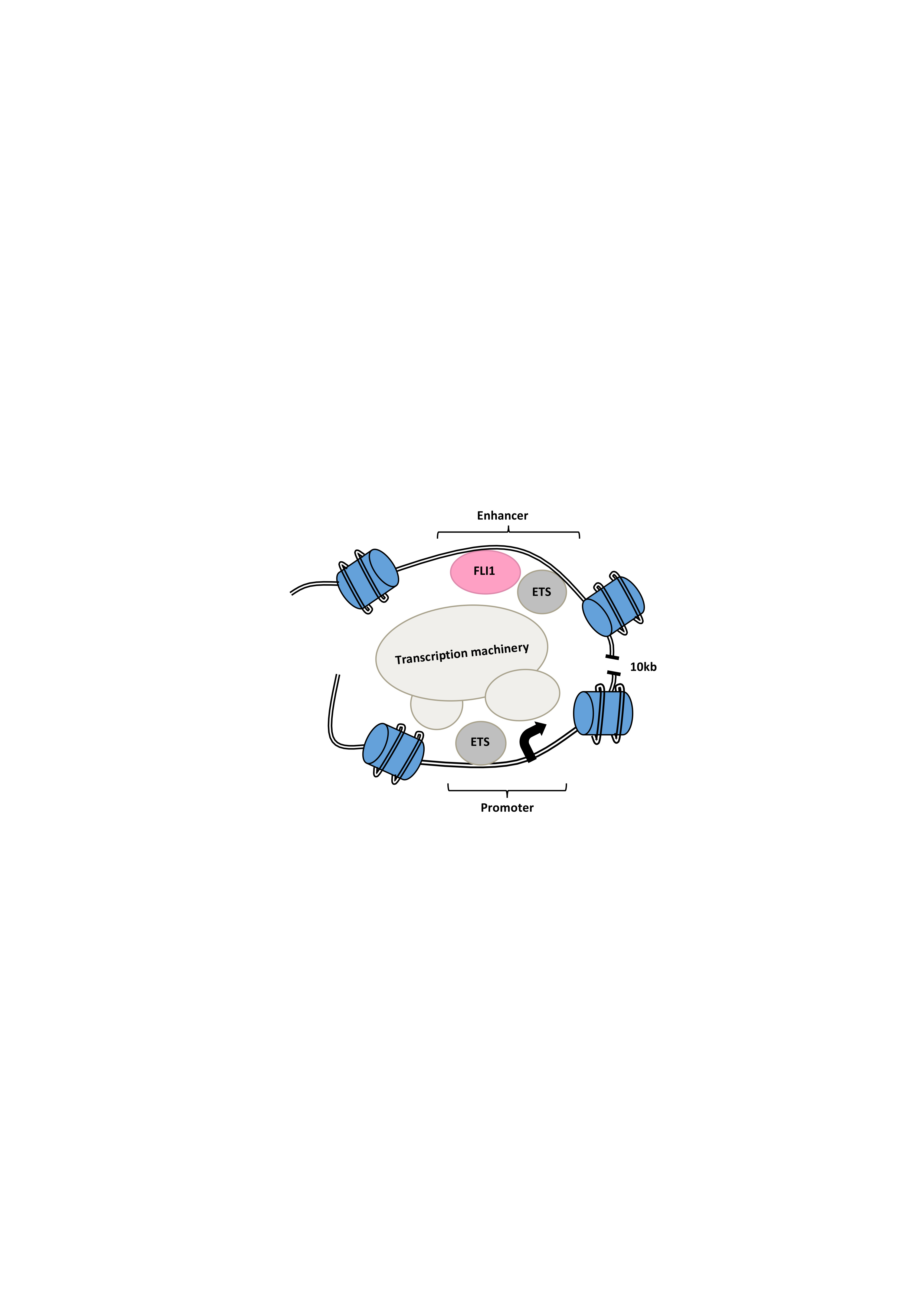 Enhancing an enhancer factor: FLI-ing into the web of MEIS