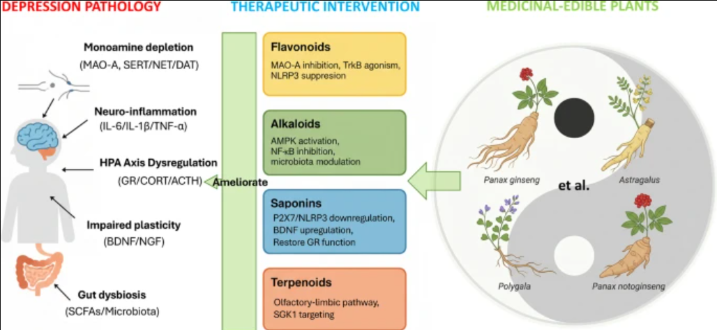 Connecting the Dots Between Plants, the Gut, and Mental Health