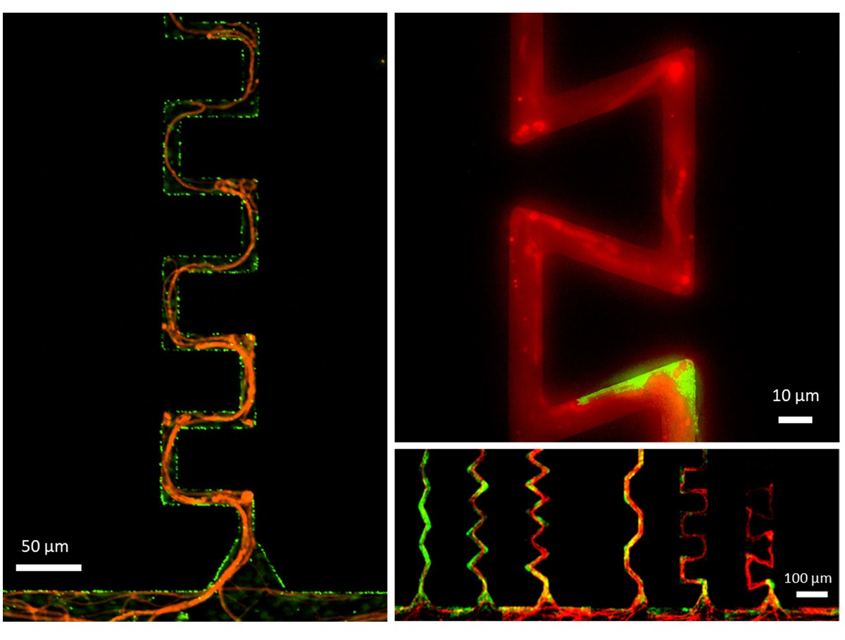 How microbes deal with the complex soil geometry?