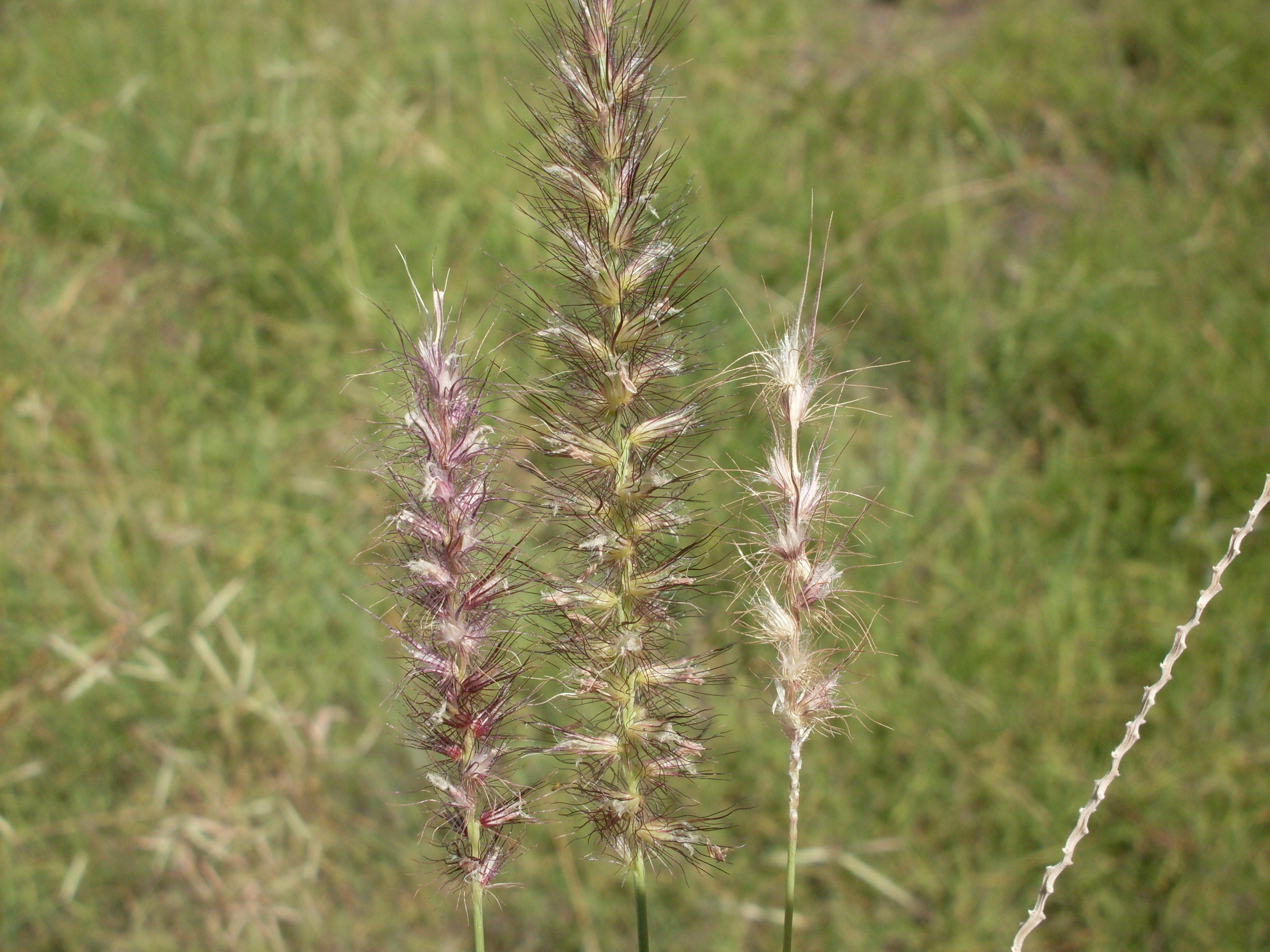 Unifying Australia's Battle Against Alien Flora: The Alien Flora of Australia