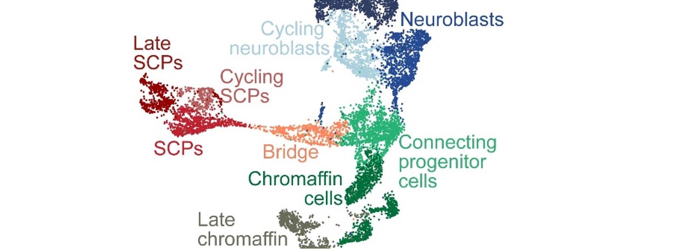 On a quest to identify the origin of neuroblastoma