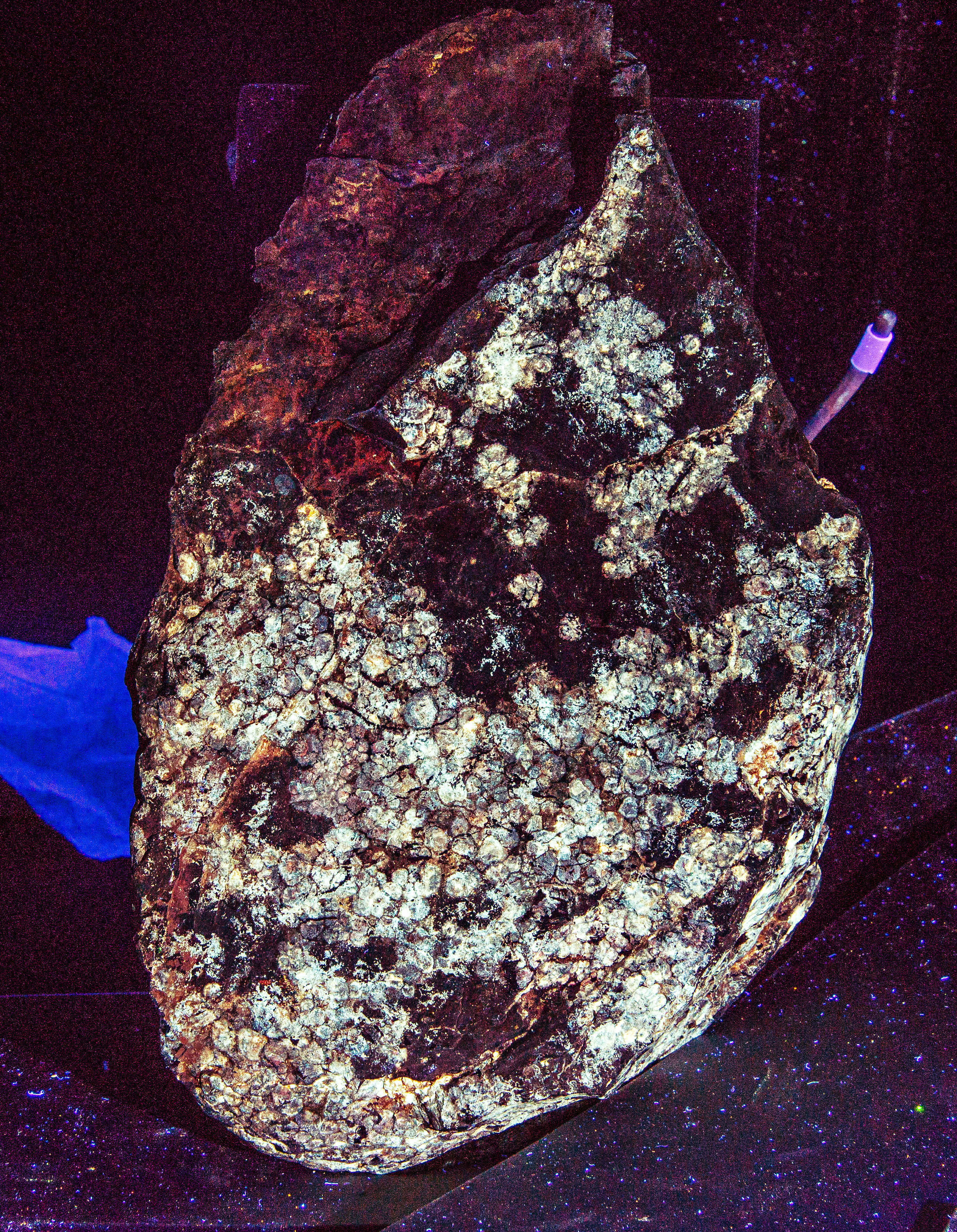 Laser ‘Sheds New Light’ on First Discovered Dinosaur Skin