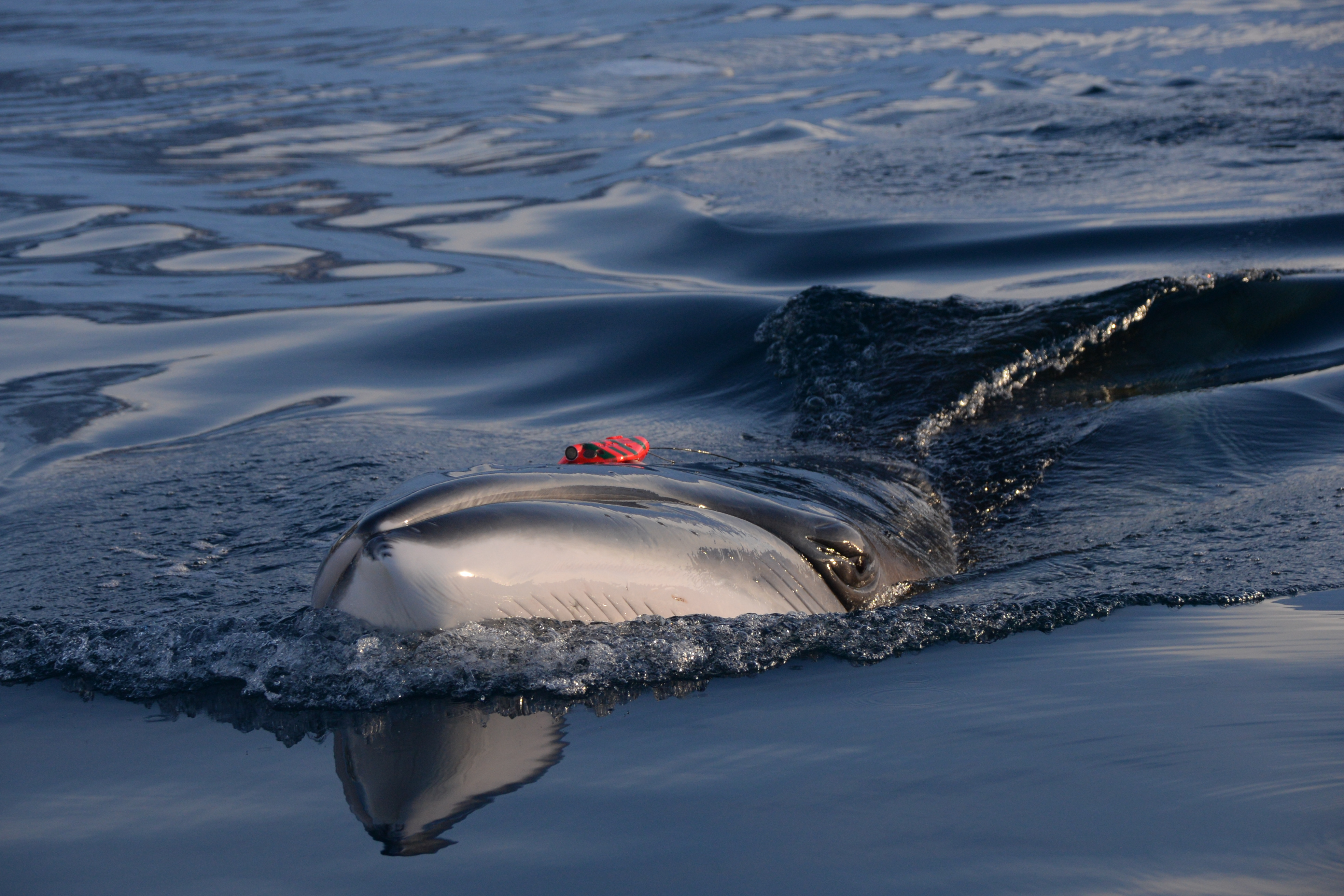 Measuring the ultra-high foraging rates of Antarctic minke whales