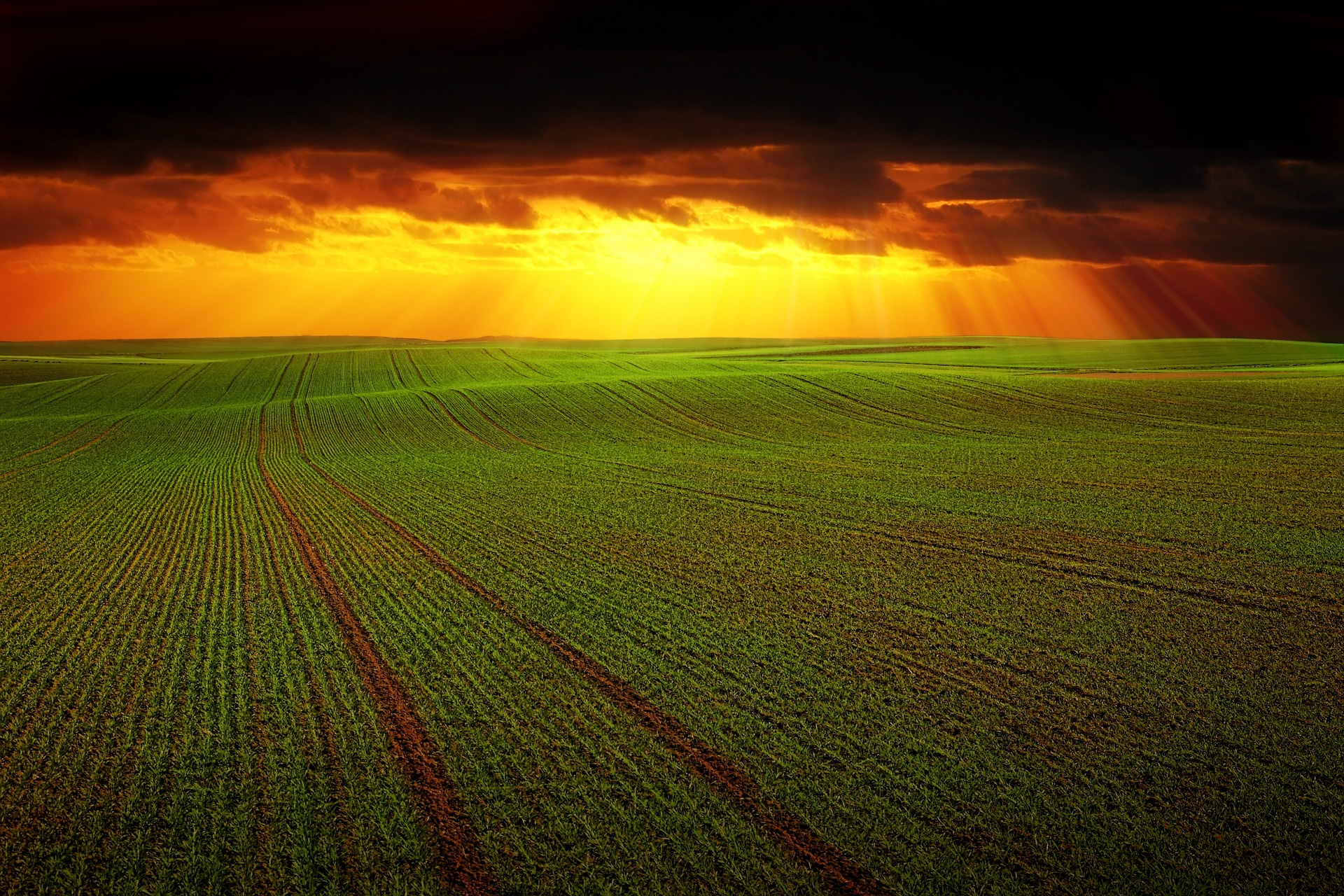 Options for keeping the food system within planetary limits