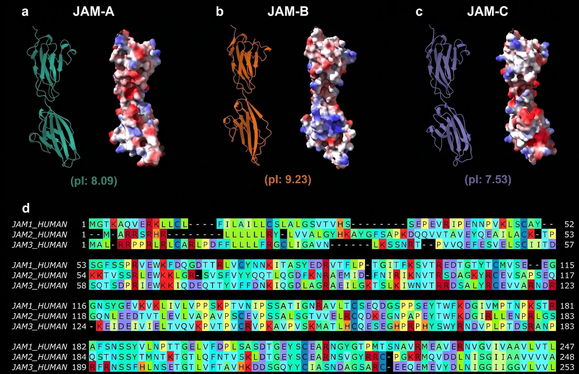 Brain Stroke Chemistry May Force Adhesion Molecules to Change Shape