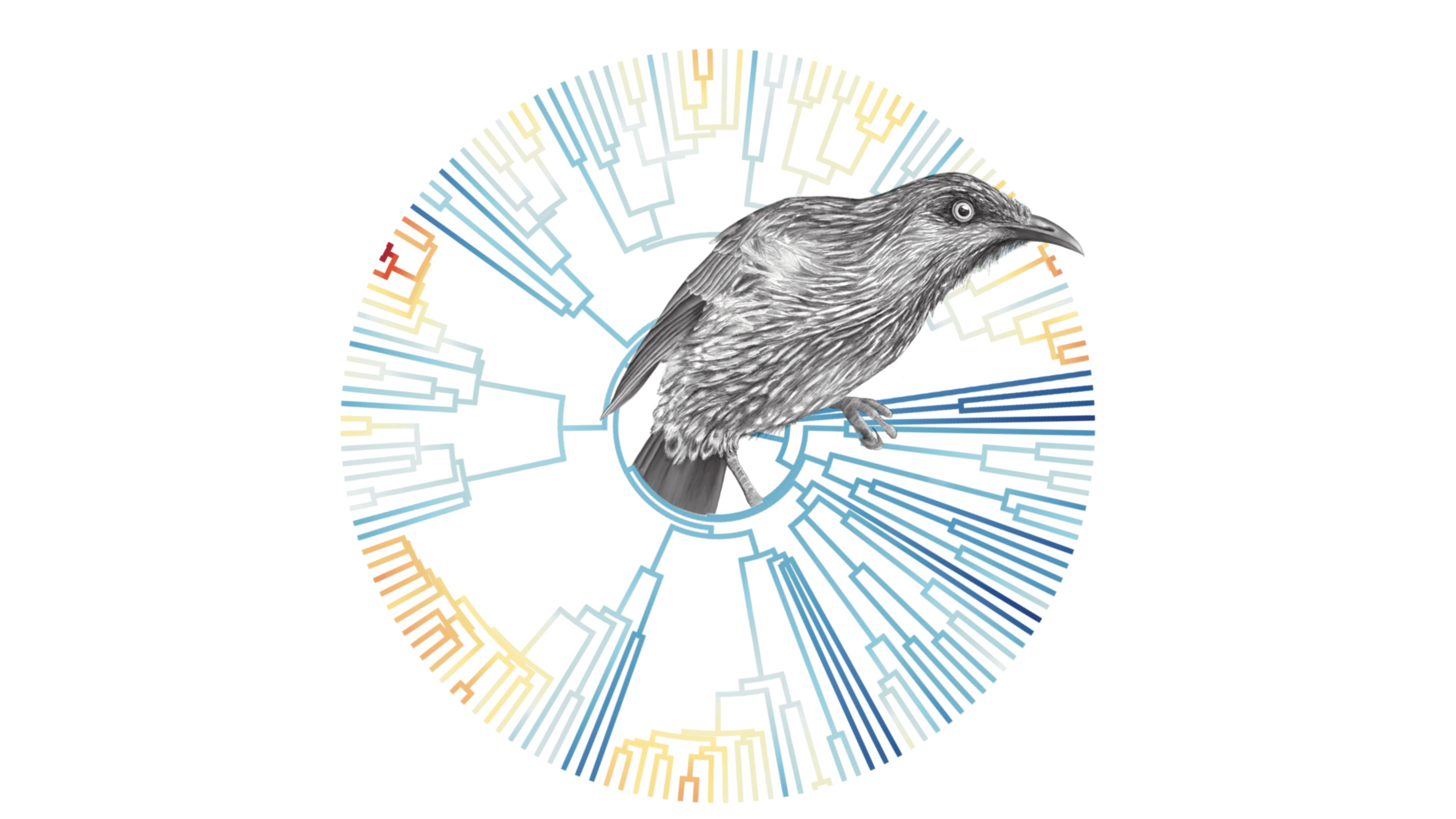 Honeyeaters prove Darwin right