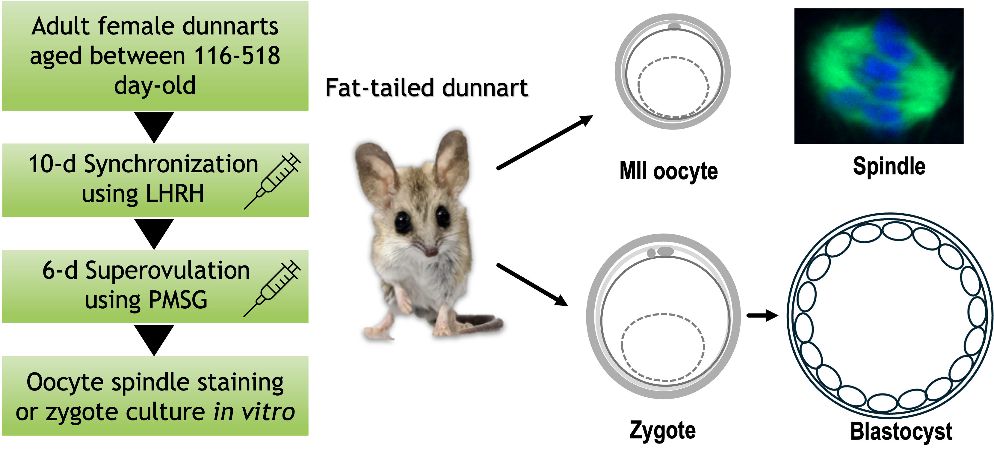 High-yield induced ovulation in the adult marsupial fat-tailed dunnart (Sminthopsis crassicaudata)