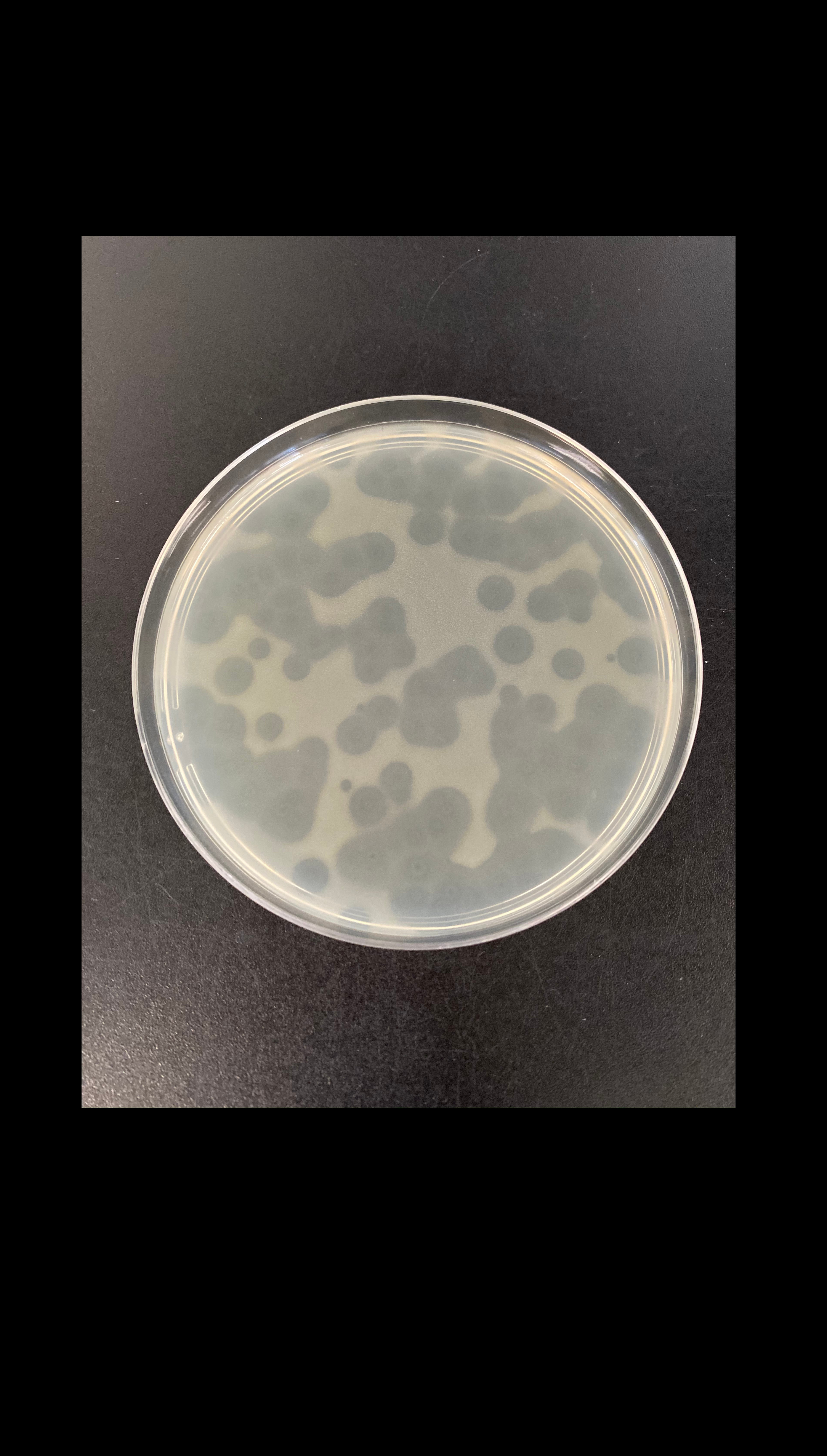 When is it better to be a jack of all trades than a master of one? Why phage evolve into multi-host generalists in diverse microbial communities. 