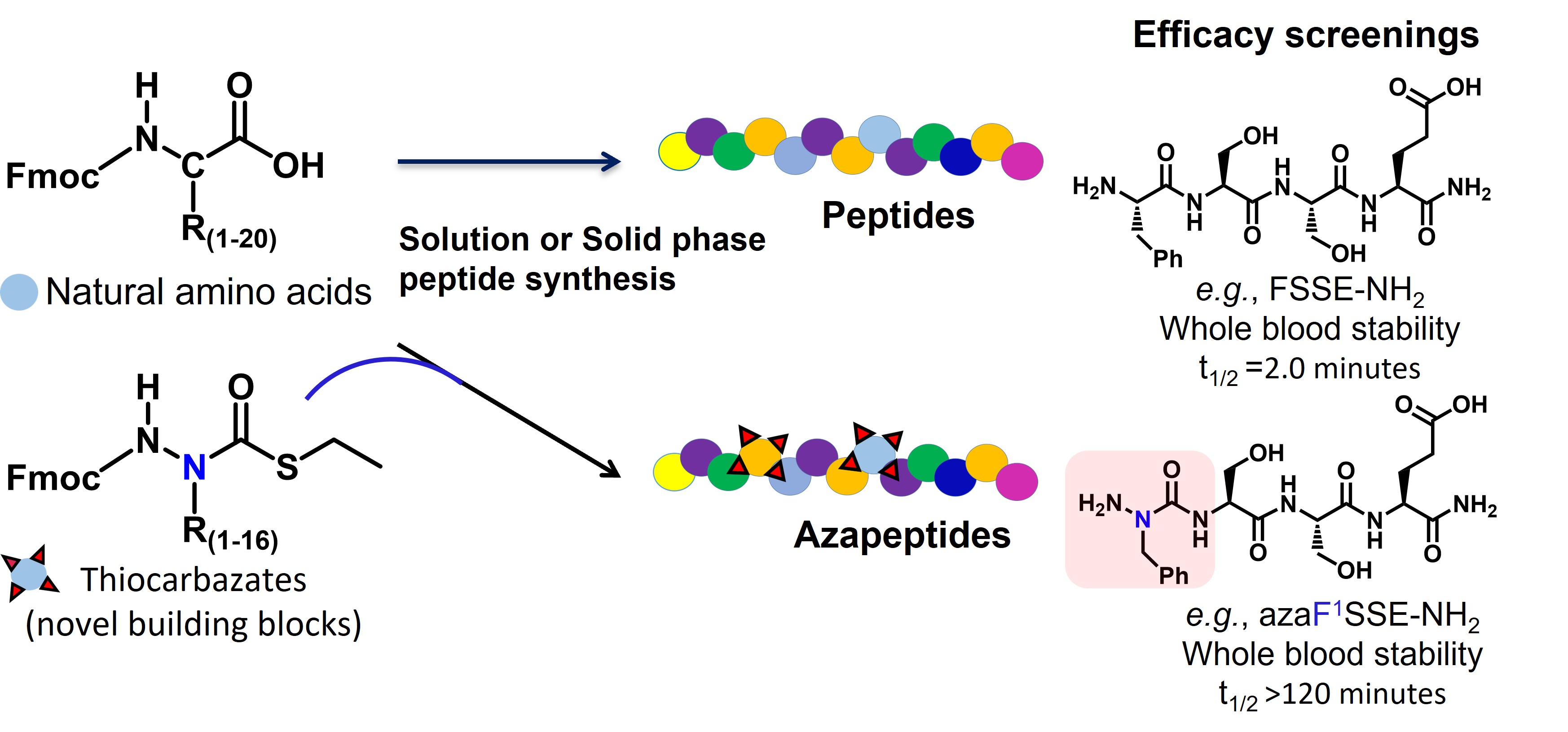 Advancing Azapeptides- A novel platform to expedite azapeptide synthesis and accelerate therapeutics development