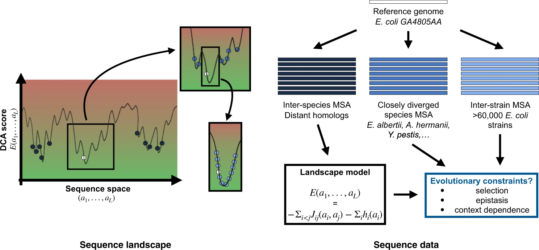 Deciphering polymorphism in E. coli