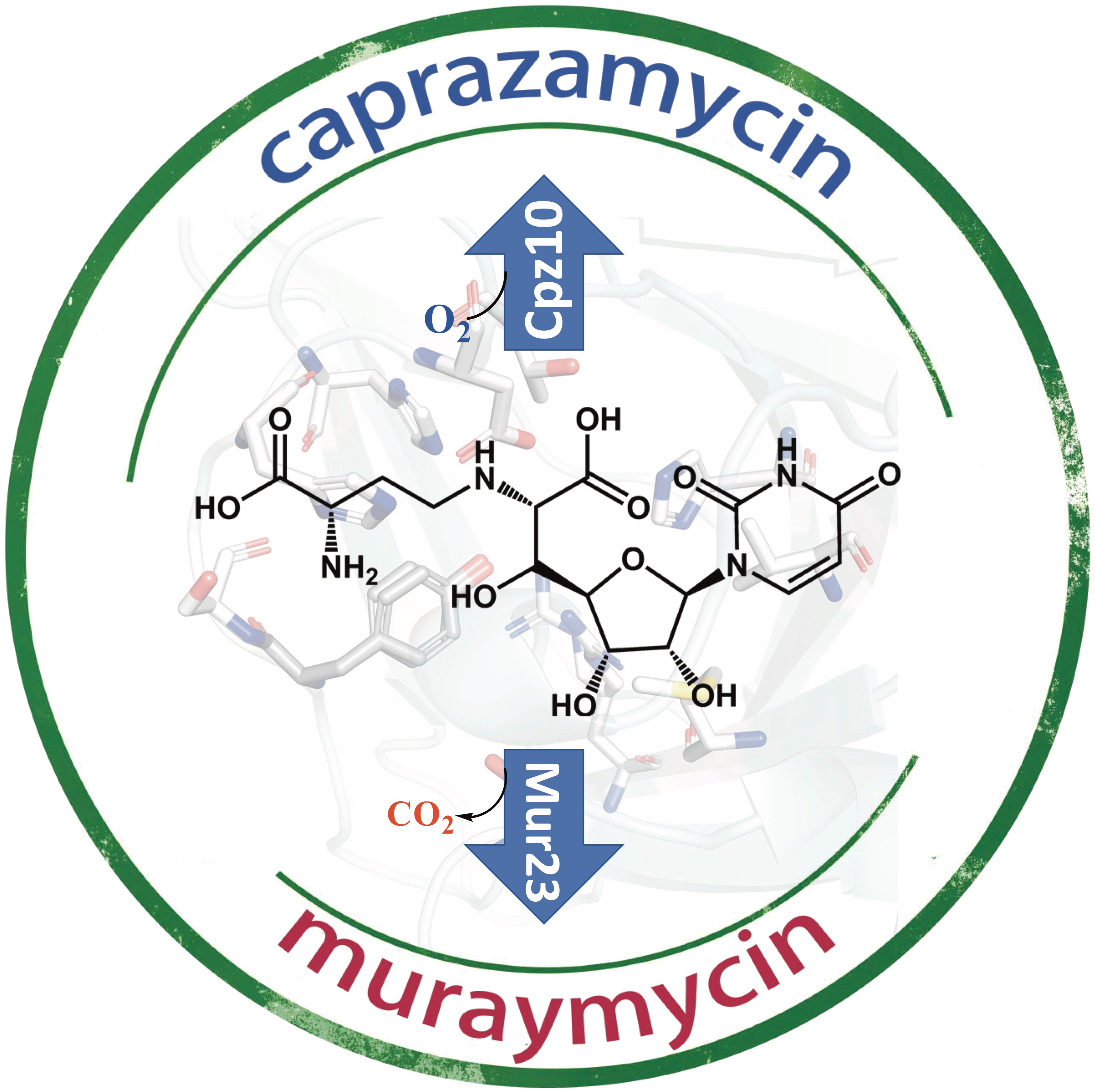 β-Hydroxylation of α-amino-β-hydroxylbutanoyl-glycyluridine catalyzed by a nonheme hydroxylase ensures the maturation of caprazamycin