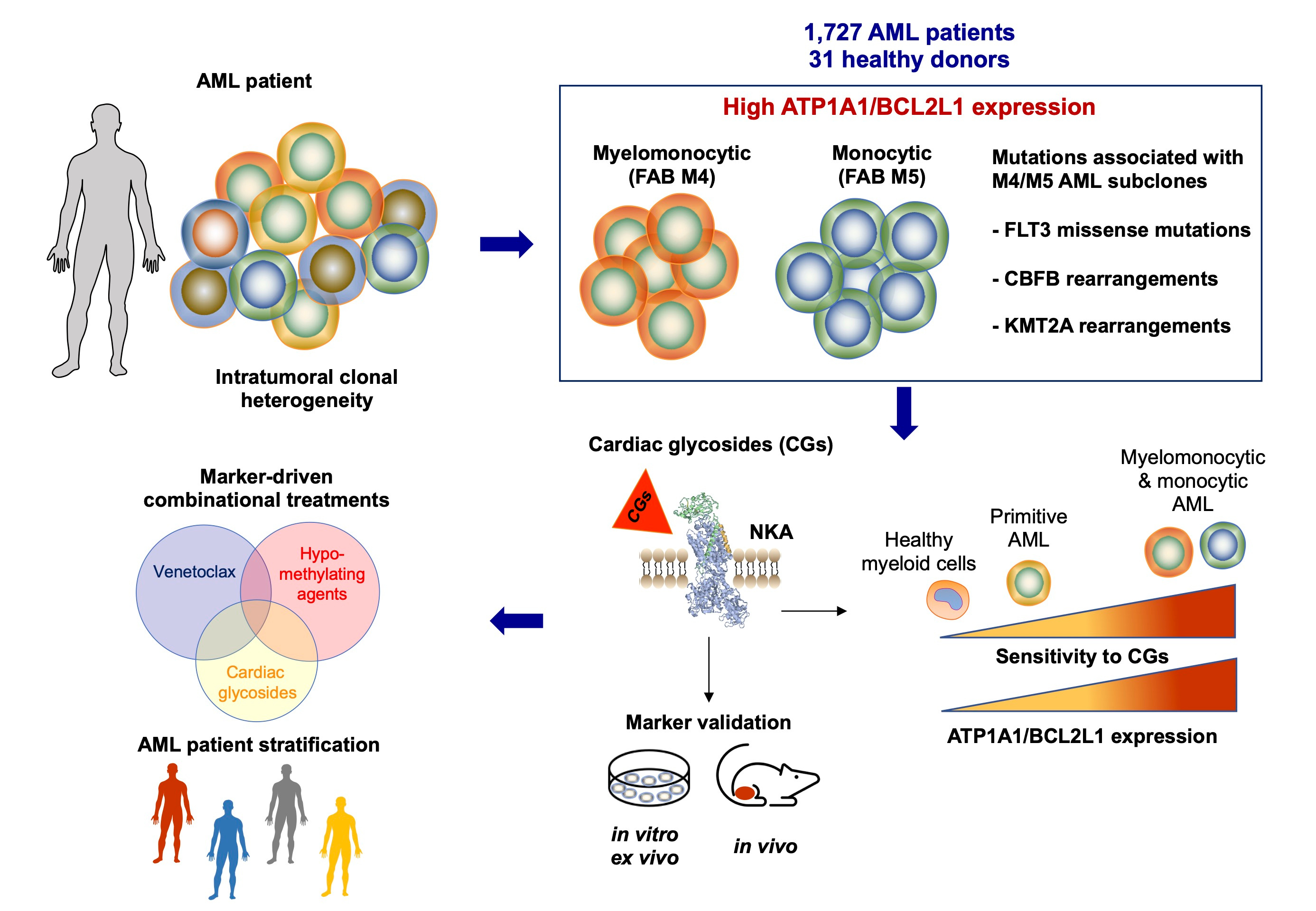 Emerging maturation stage-associated markers predict AML subtype vulnerability to cardiac glycosides: a step towards their repurposing?